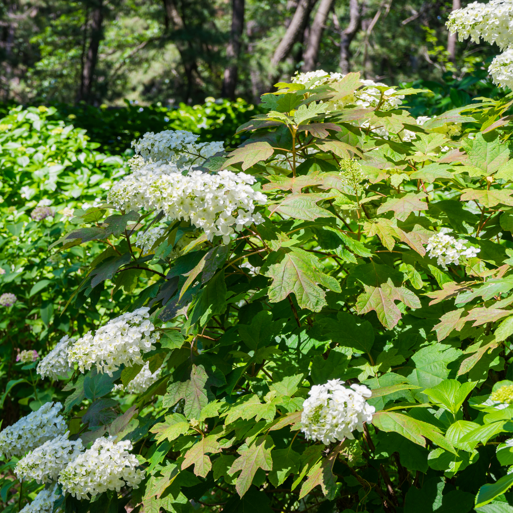 Oakleaf Hydrangea - Hydrangea quercifolia 'Snow Queen'