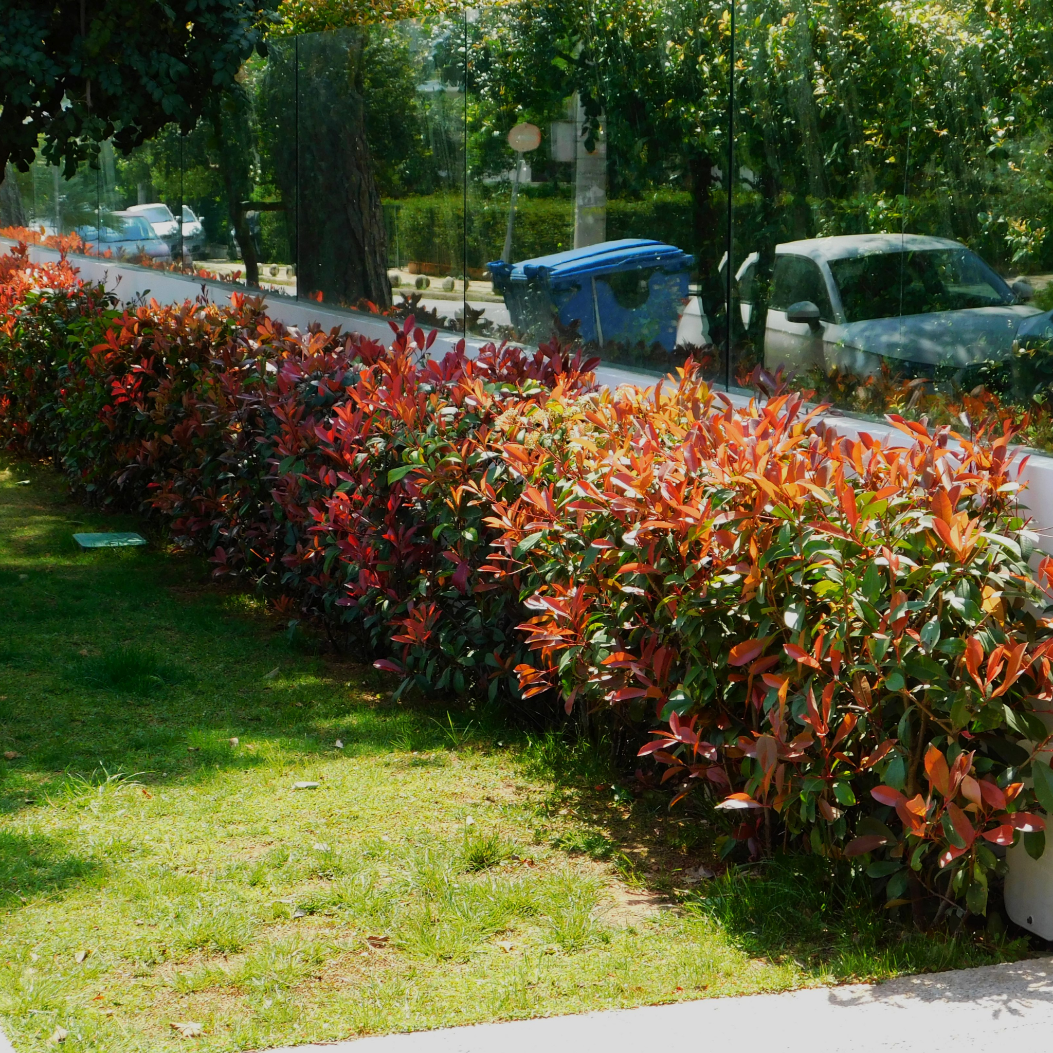 Row of colorful bushes along a sidewalk with cars and trees in the background.