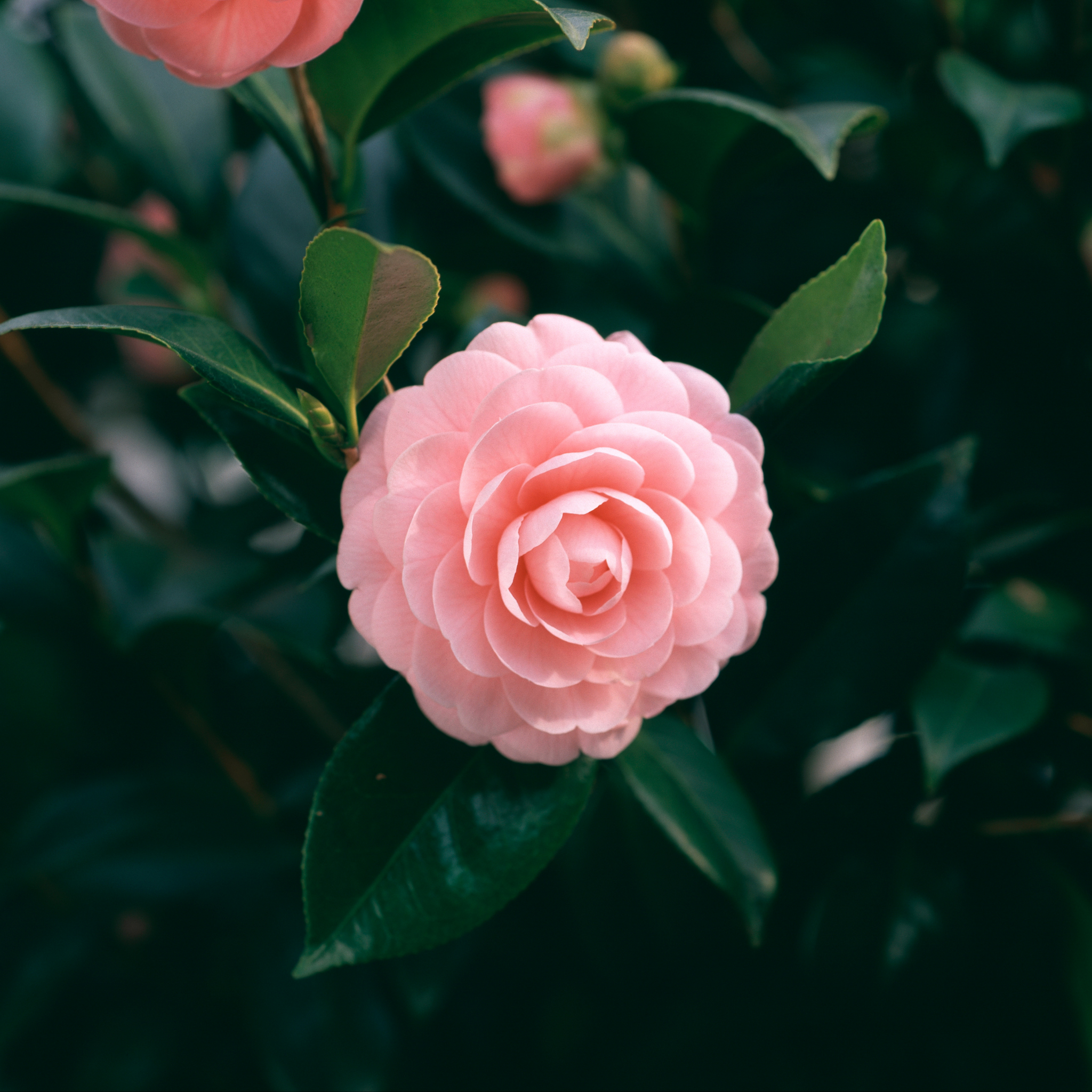 Camellia hybrida E G Waterhouse