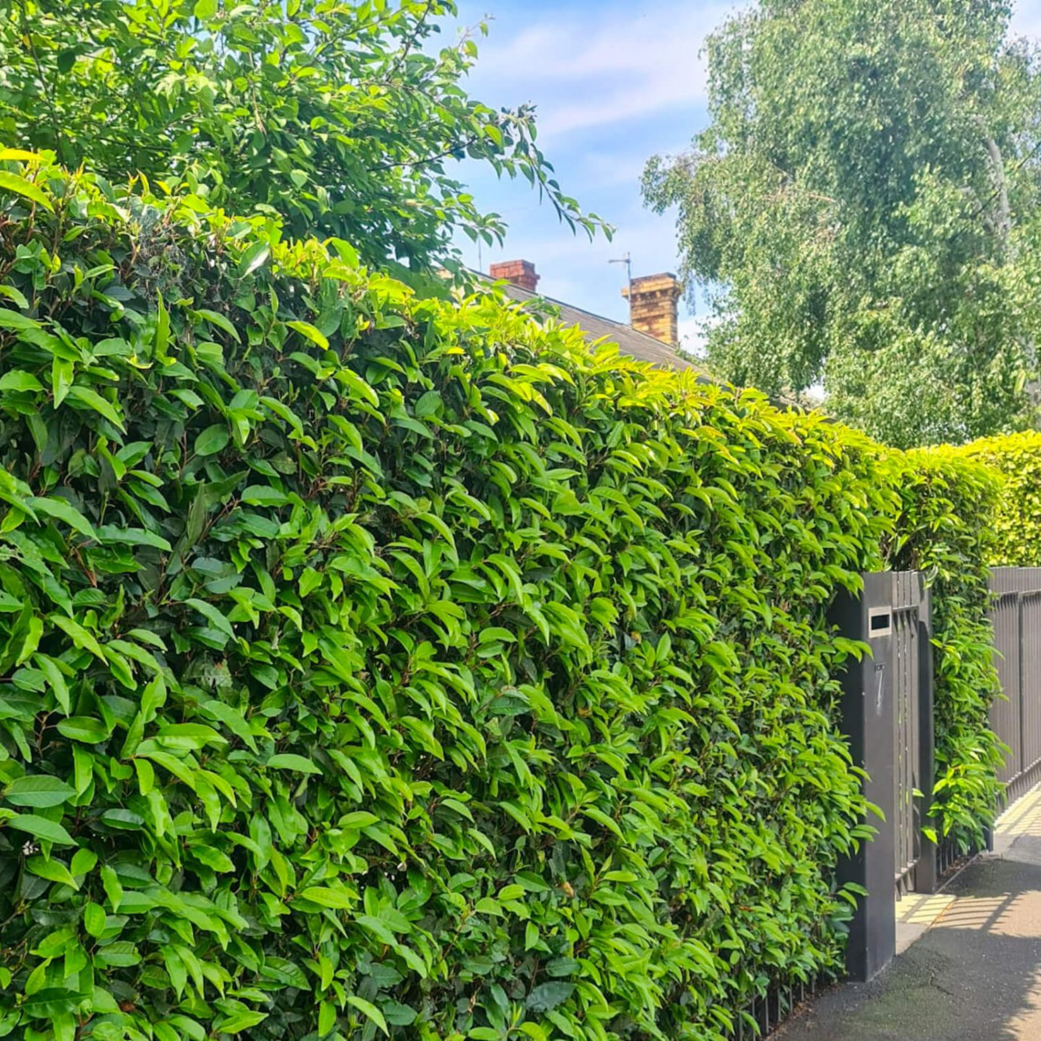 Tall green hedge with a house and blue sky in the background