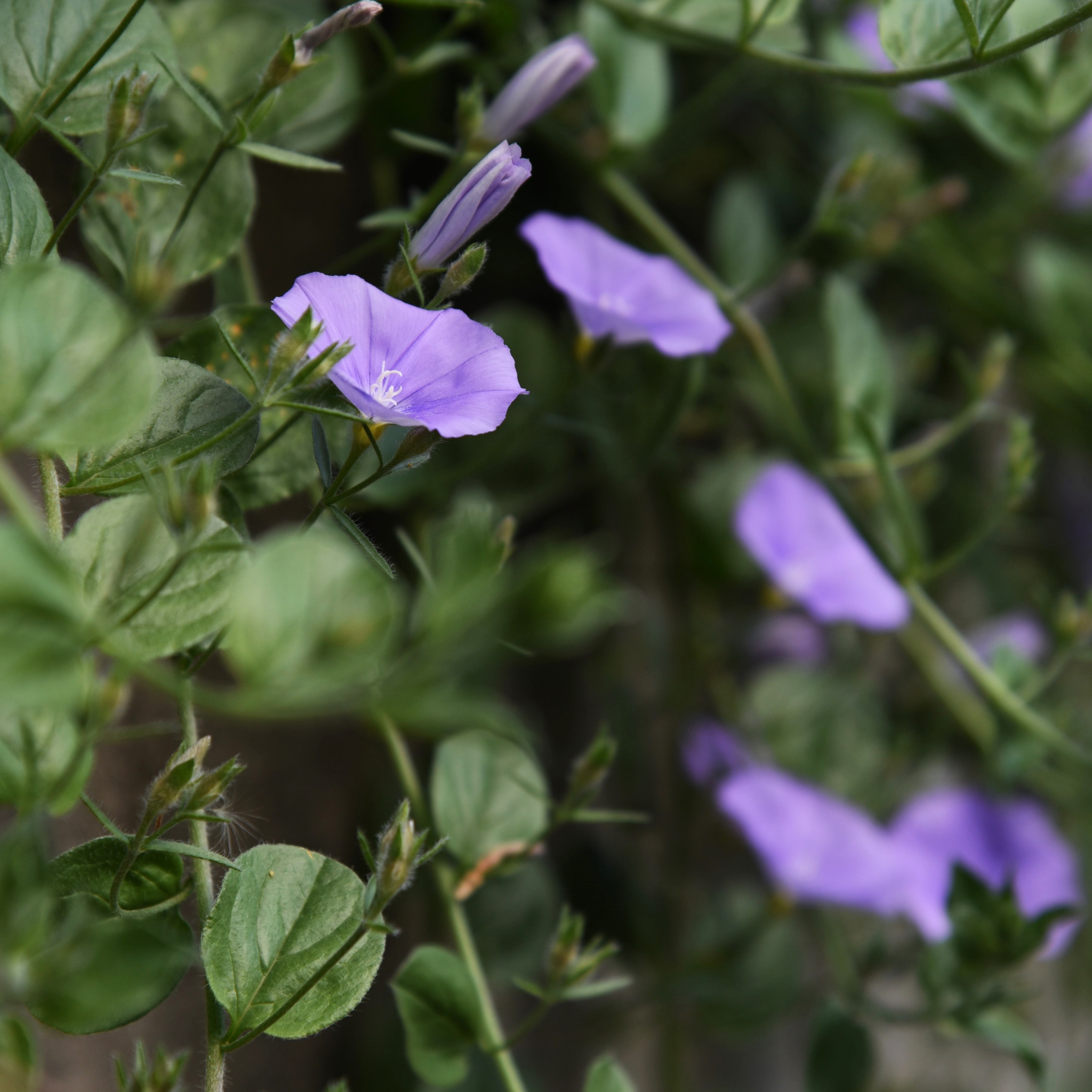 Blue Morning Glory - Convolvulus sabatius