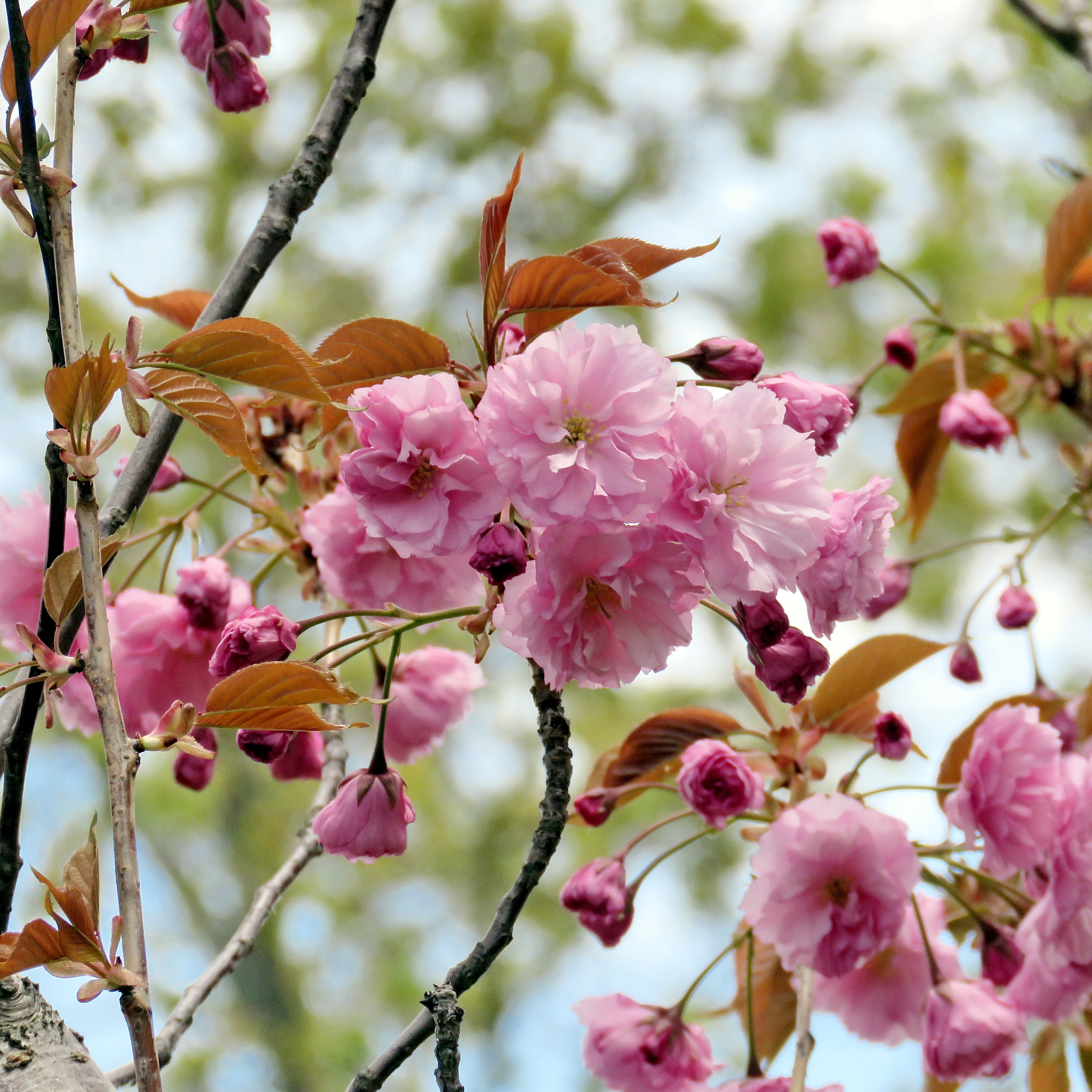 Japanese Flowering Ornamental Cherry - Prunus serrulata 'Kanzan'