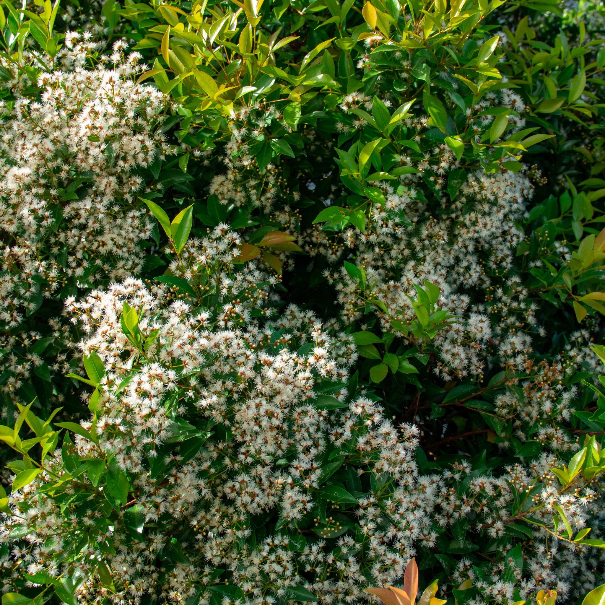 Lilly Pilly - Brush Cherry - Syzygium australe