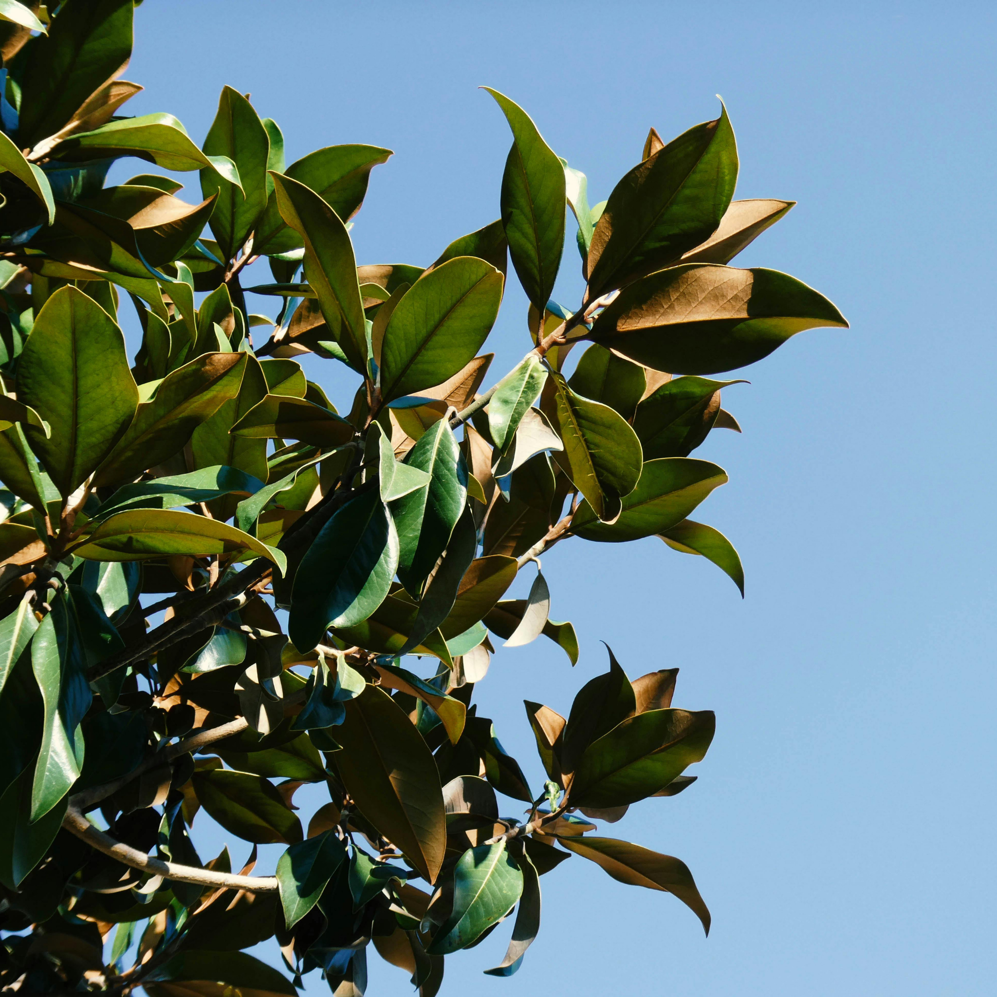 Bull Bay Magnolia Alta - Magnolia grandiflora Alta
