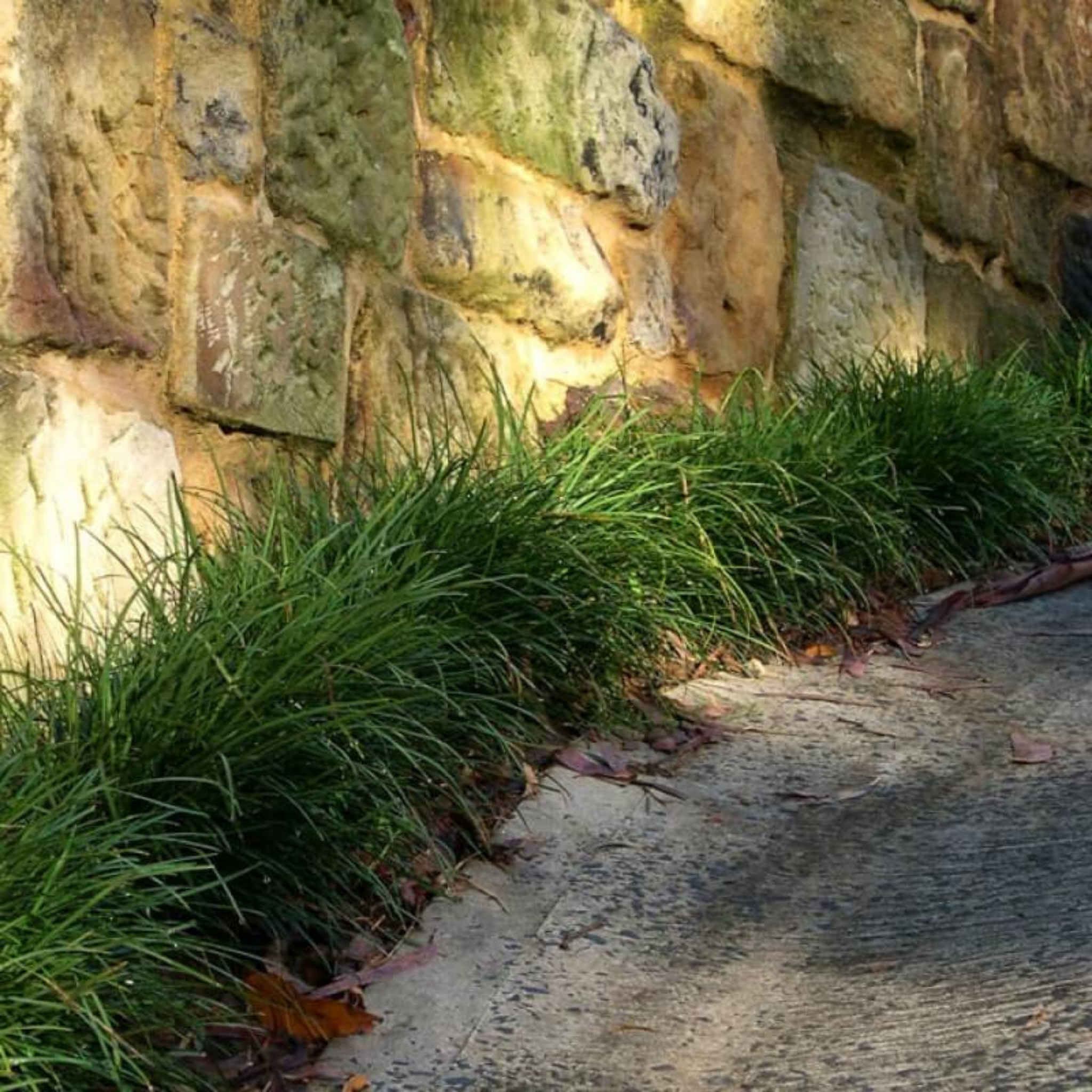 Mondo Grass - Ophiopogon japonicus