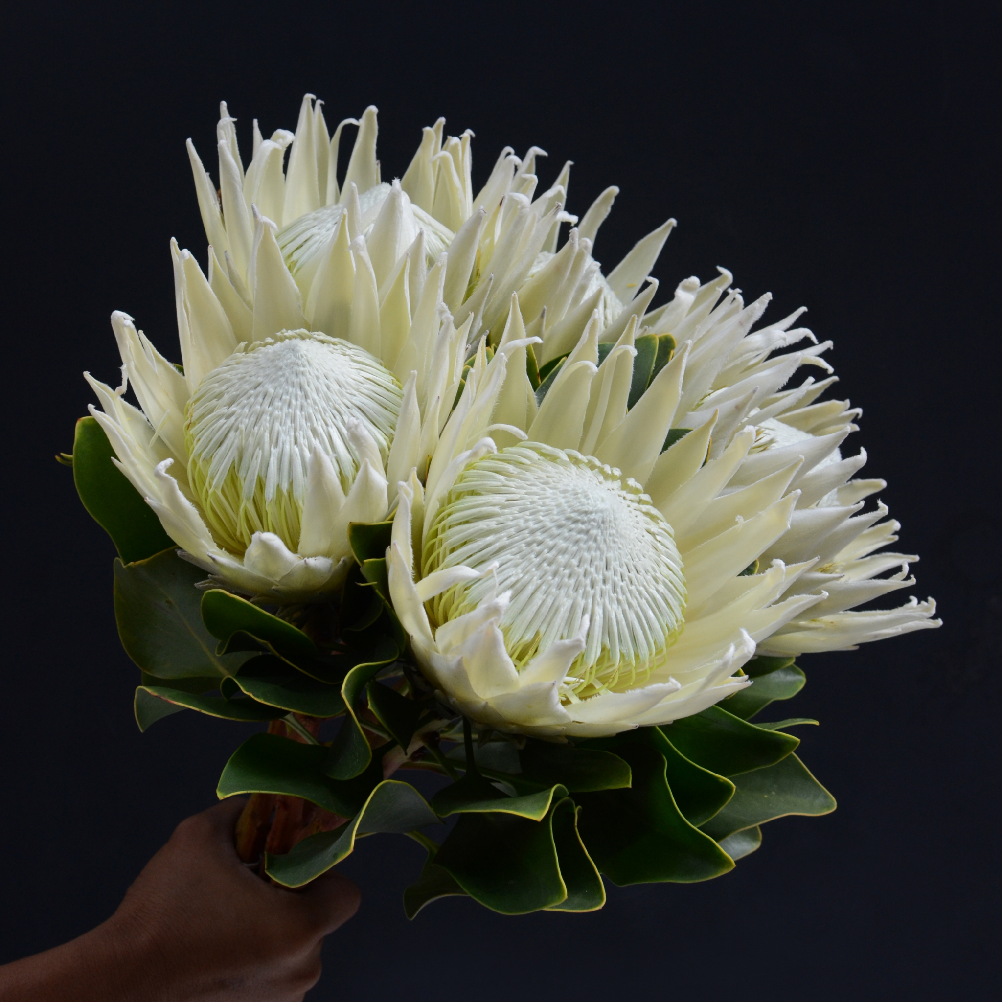 King White King Protea - Protea cynaroides King White