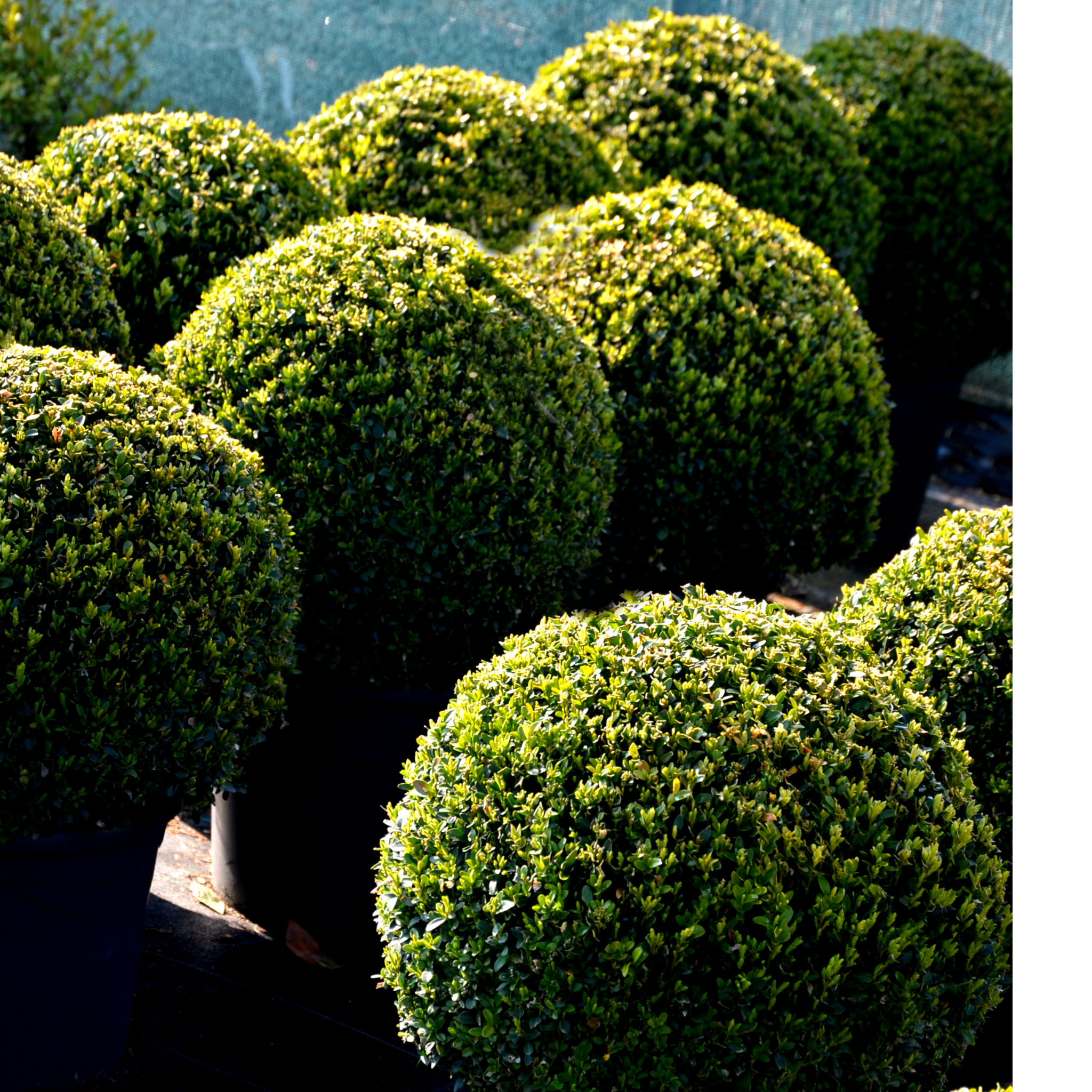 Neatly trimmed spherical bushes in a garden setting