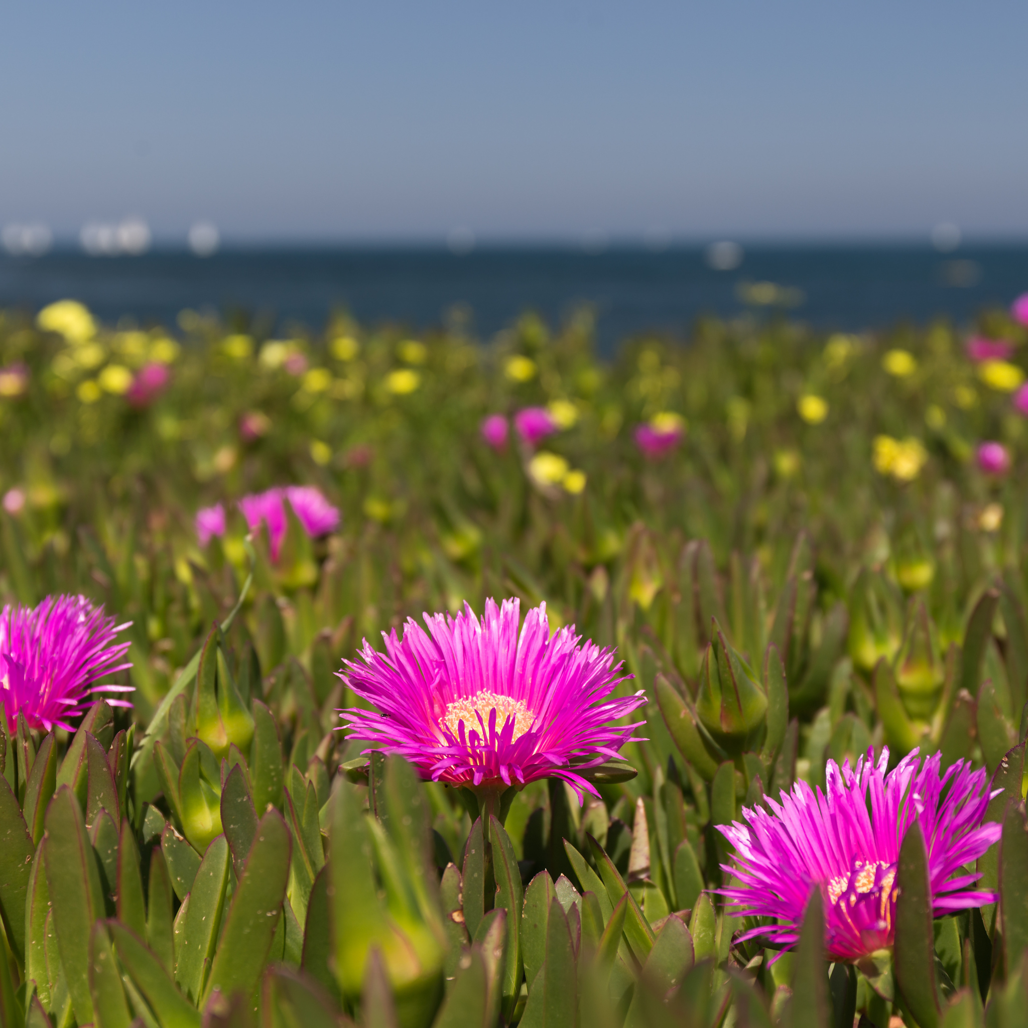 Pigface/Sea Fig - Carpobrotus glaucescens