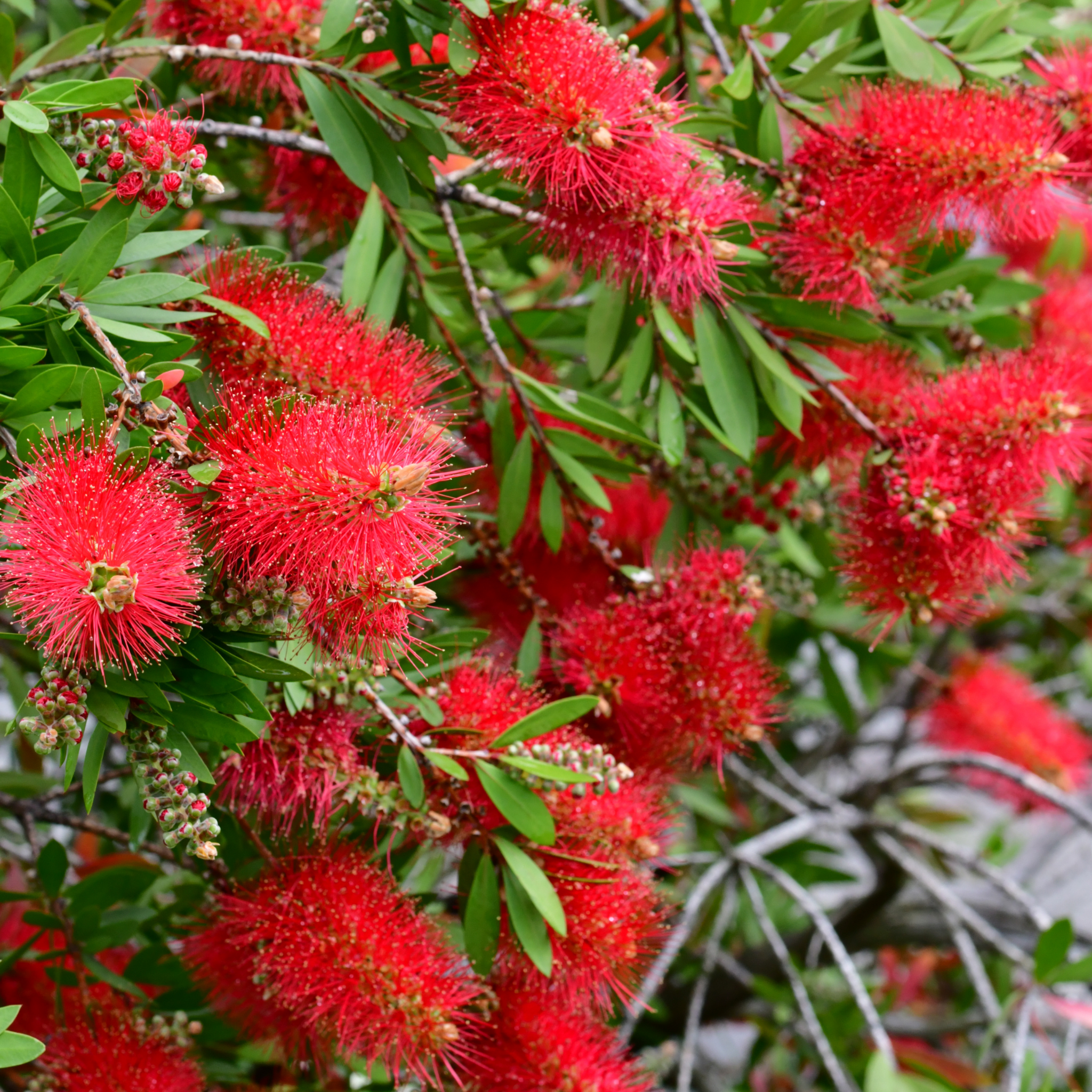 Kings Park Special Bottlebrush - Callistemon hybrida ‘Kings Park Special’