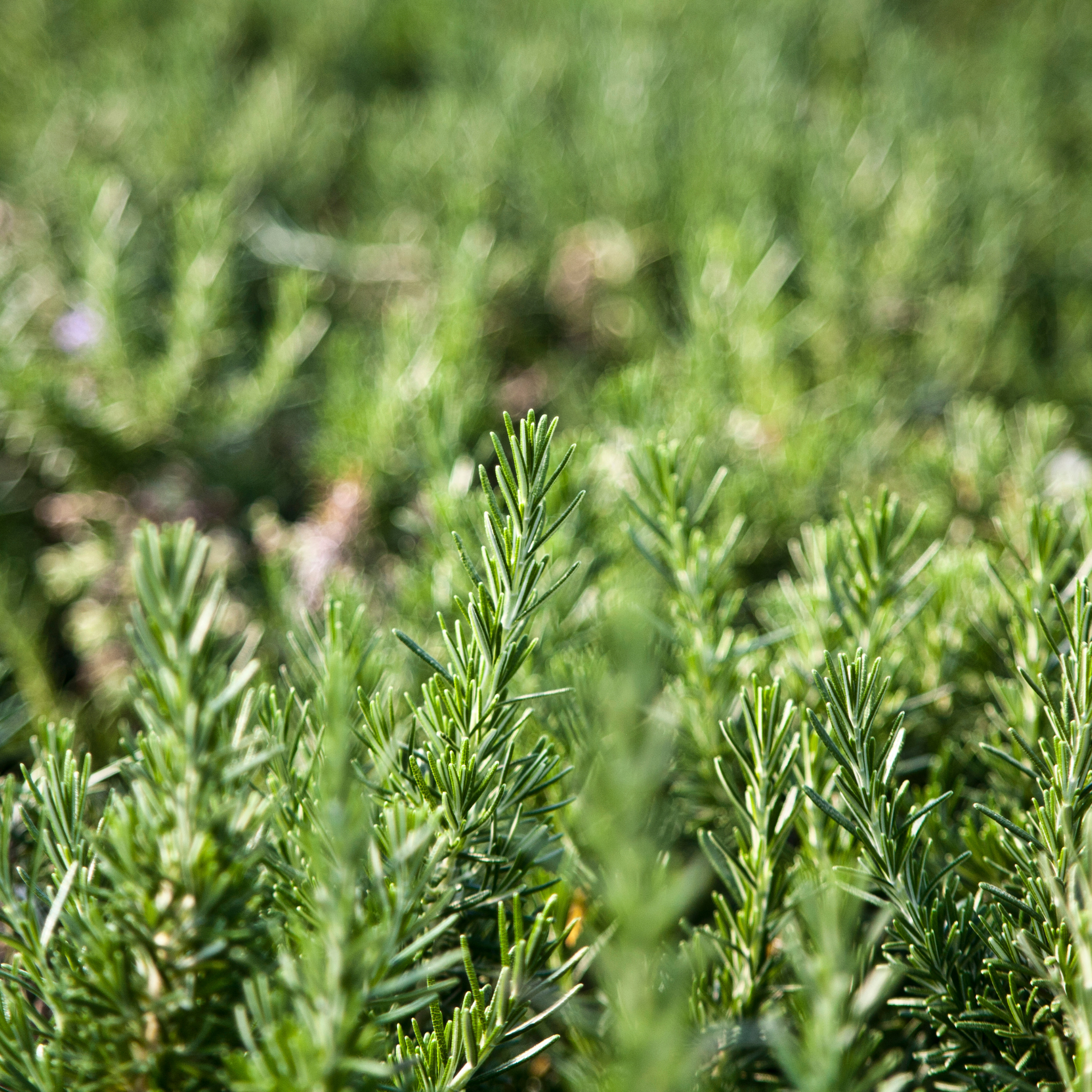 Blue Lagoon Rosemary - Rosmarinus officinalis Blue Lagoon