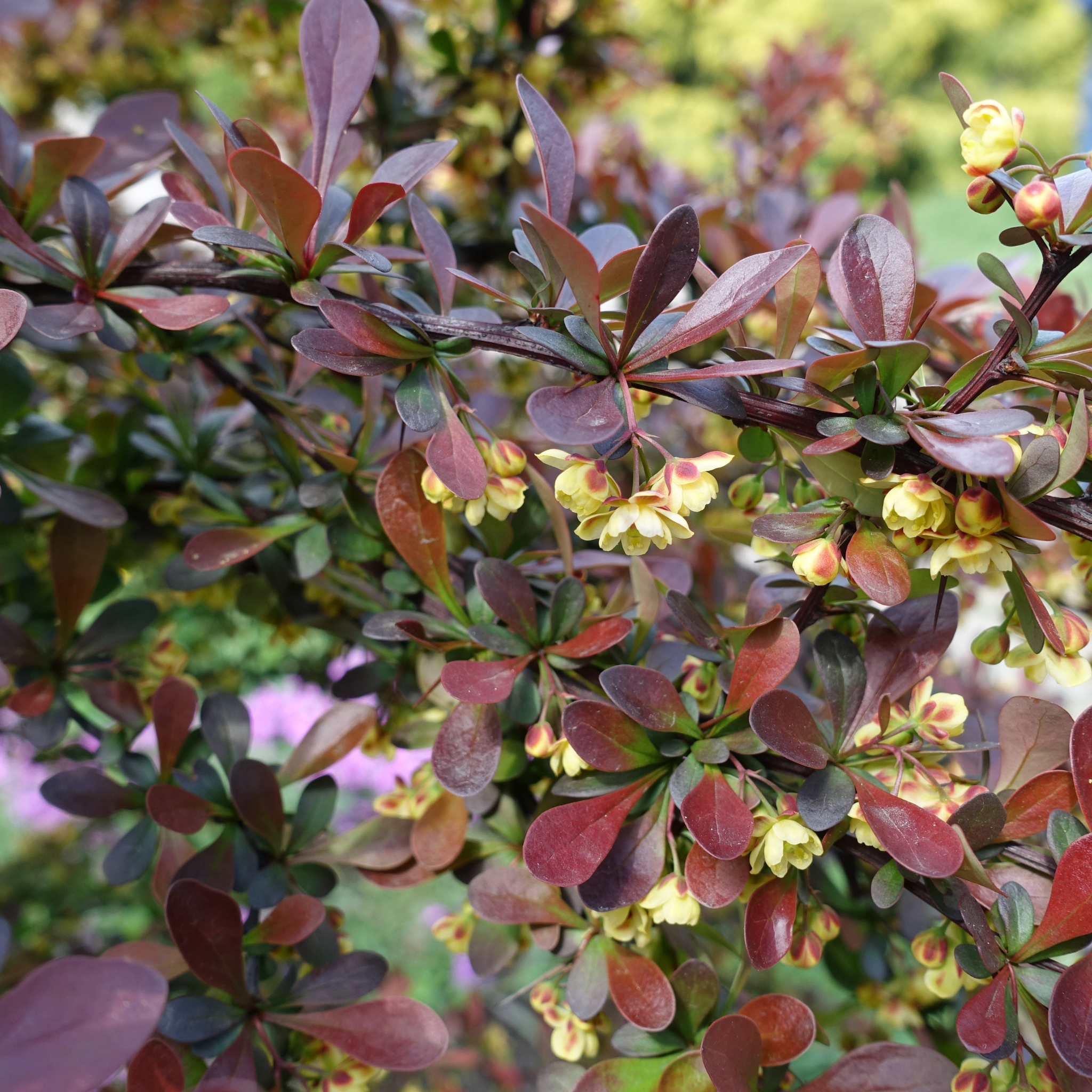 Purple Japanese Barberry - Berberis thunbergii atropurpurea