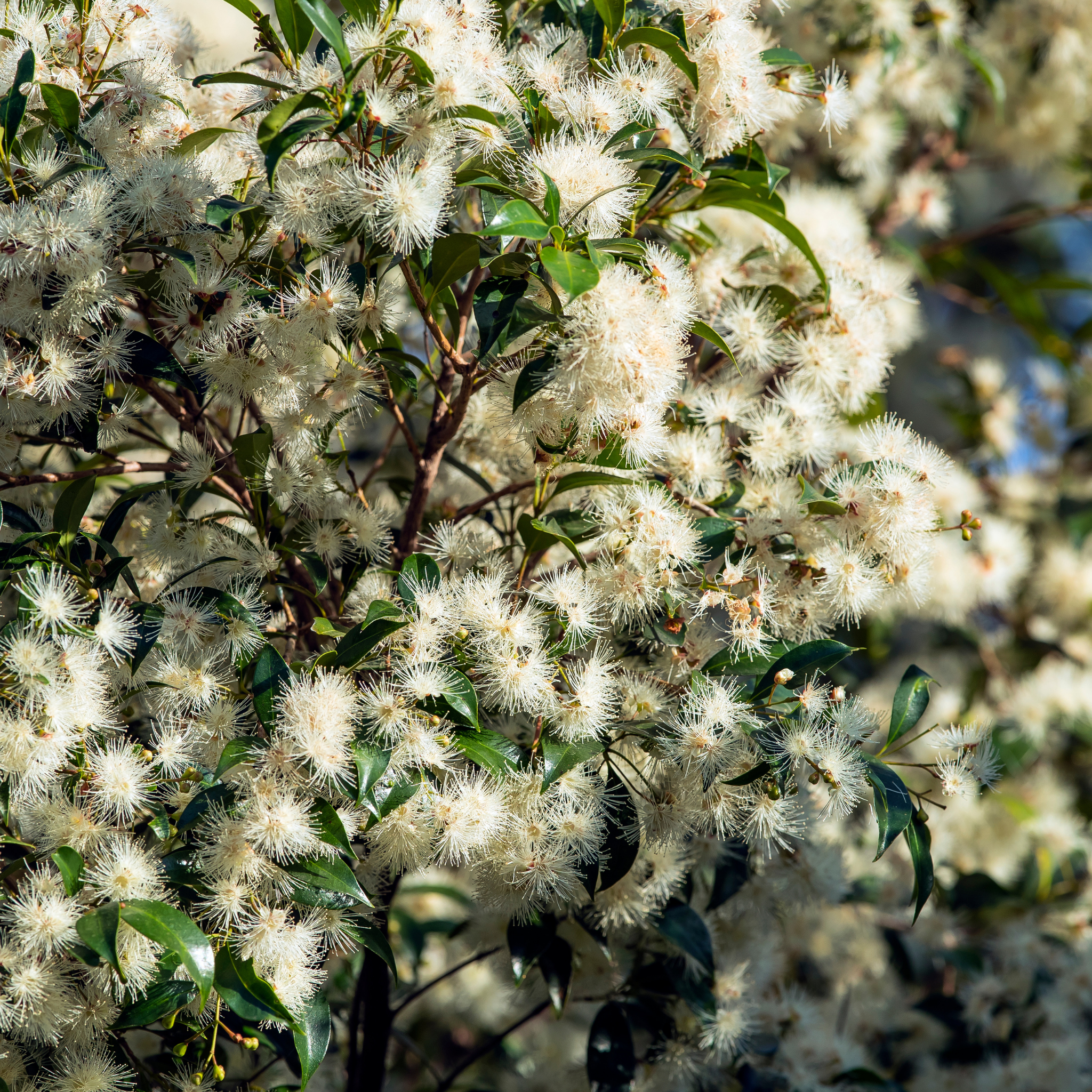 Lilly Pilly Big Red - Syzygium australe Big Red PBR