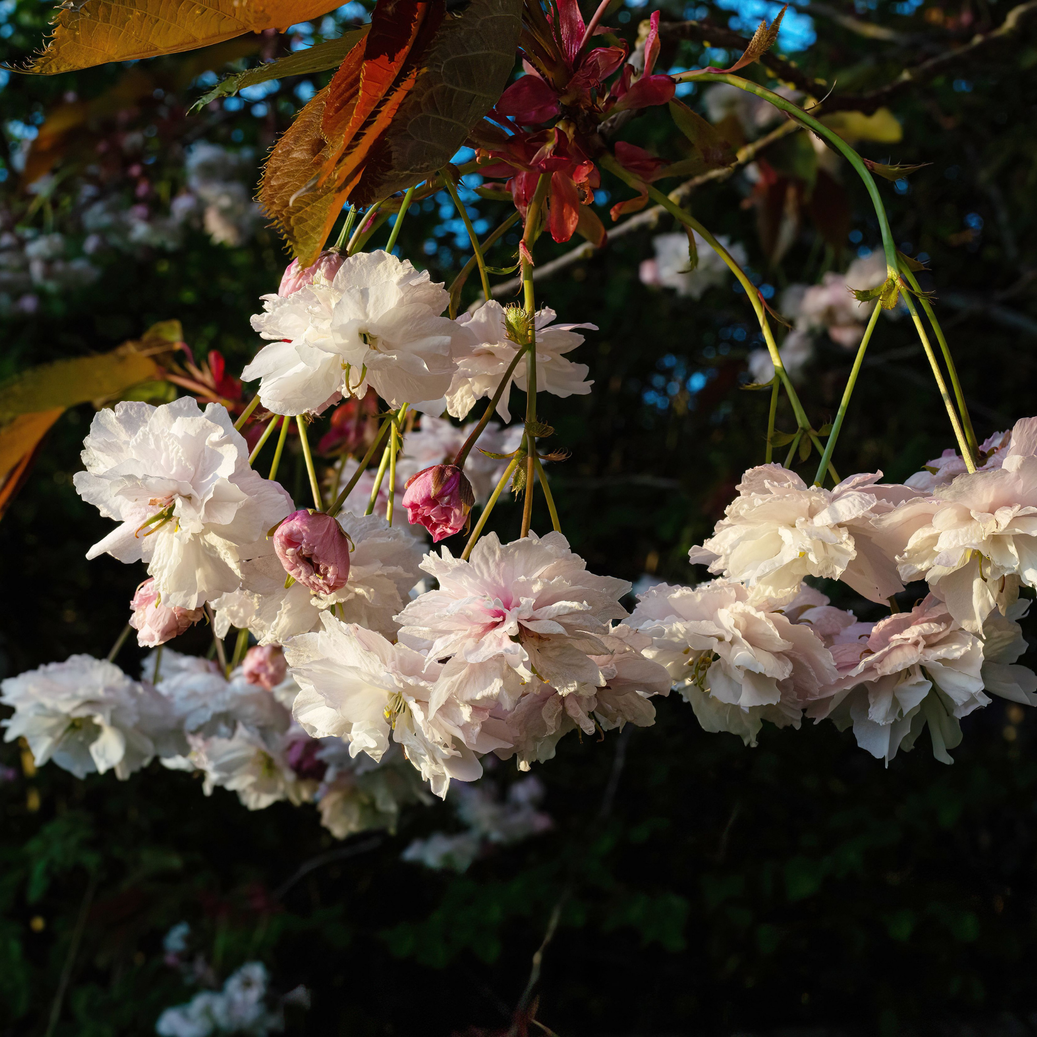 Weeping Japanese Flowering Cherry - Prunus serrulata 'Mt Fuji'