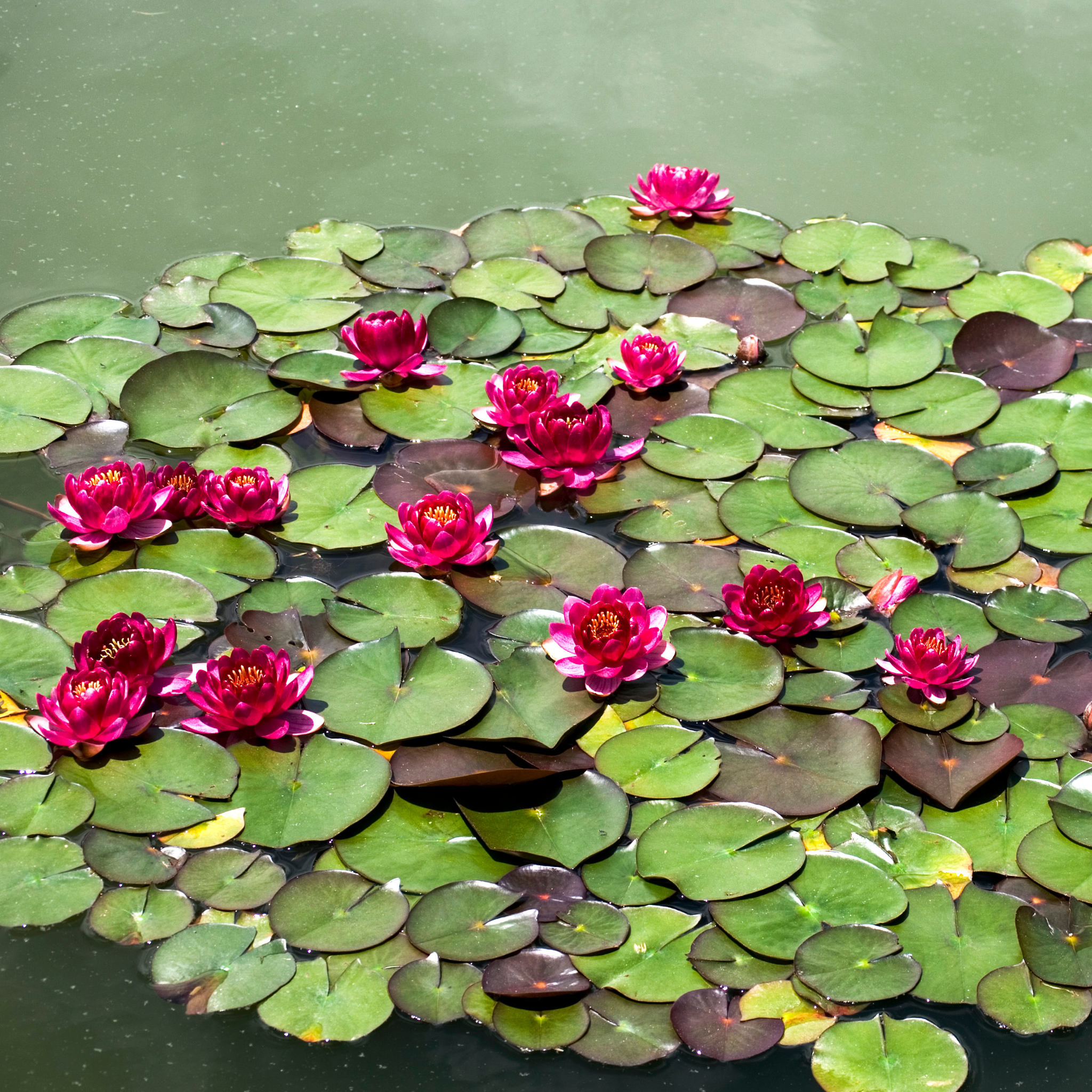Red Water Lily - Nymphaea hybrida Red