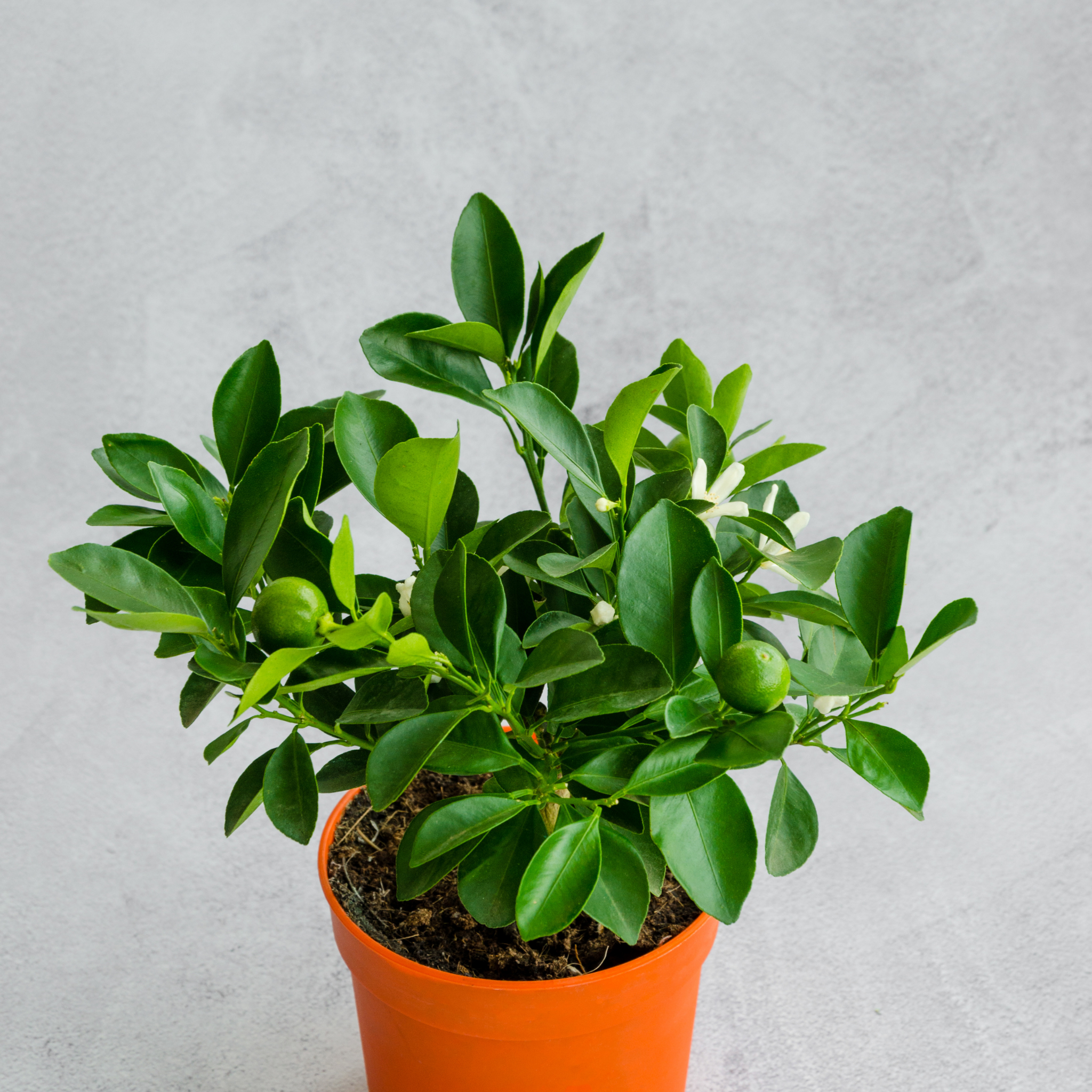 Dwarf Orange Tree (Washington Navel) - Citrus sinensis Washington Navel Dwarf