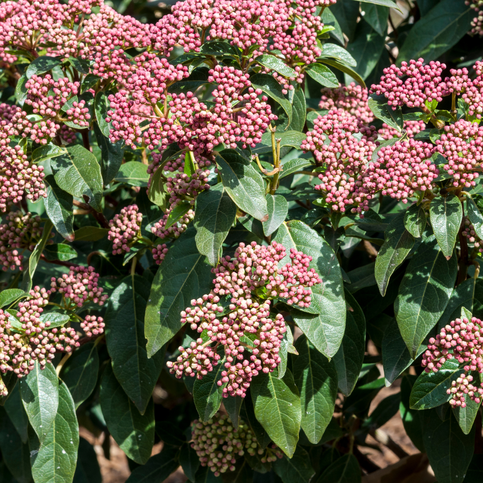 Viburnum tinus - Laurustinus