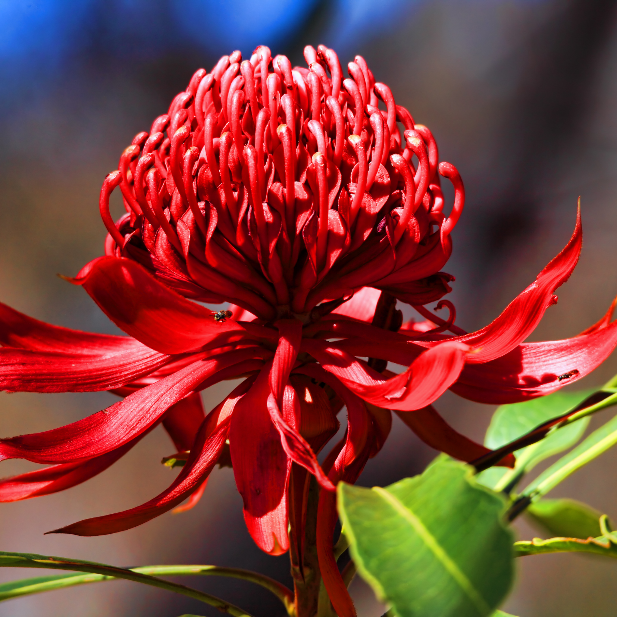 Waratah Shady Lady Red - Telopea speciosissima oreade Shady Lady Red