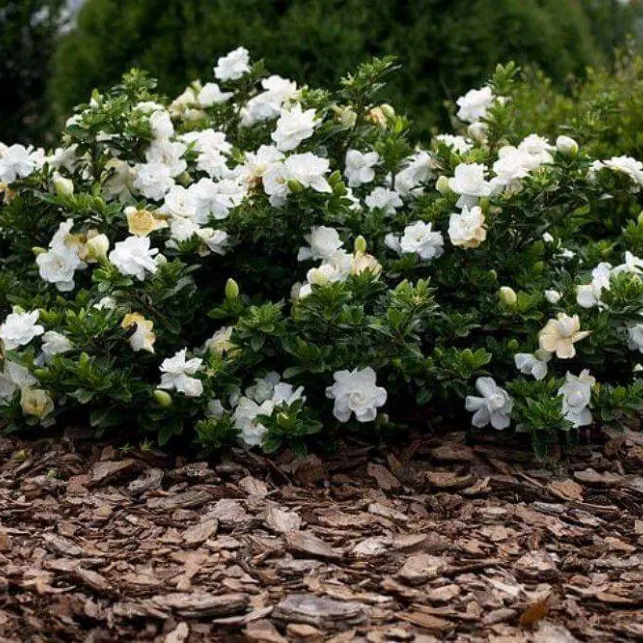 Creeping Gardenia - Gardenia jasminoides 'Radicans'