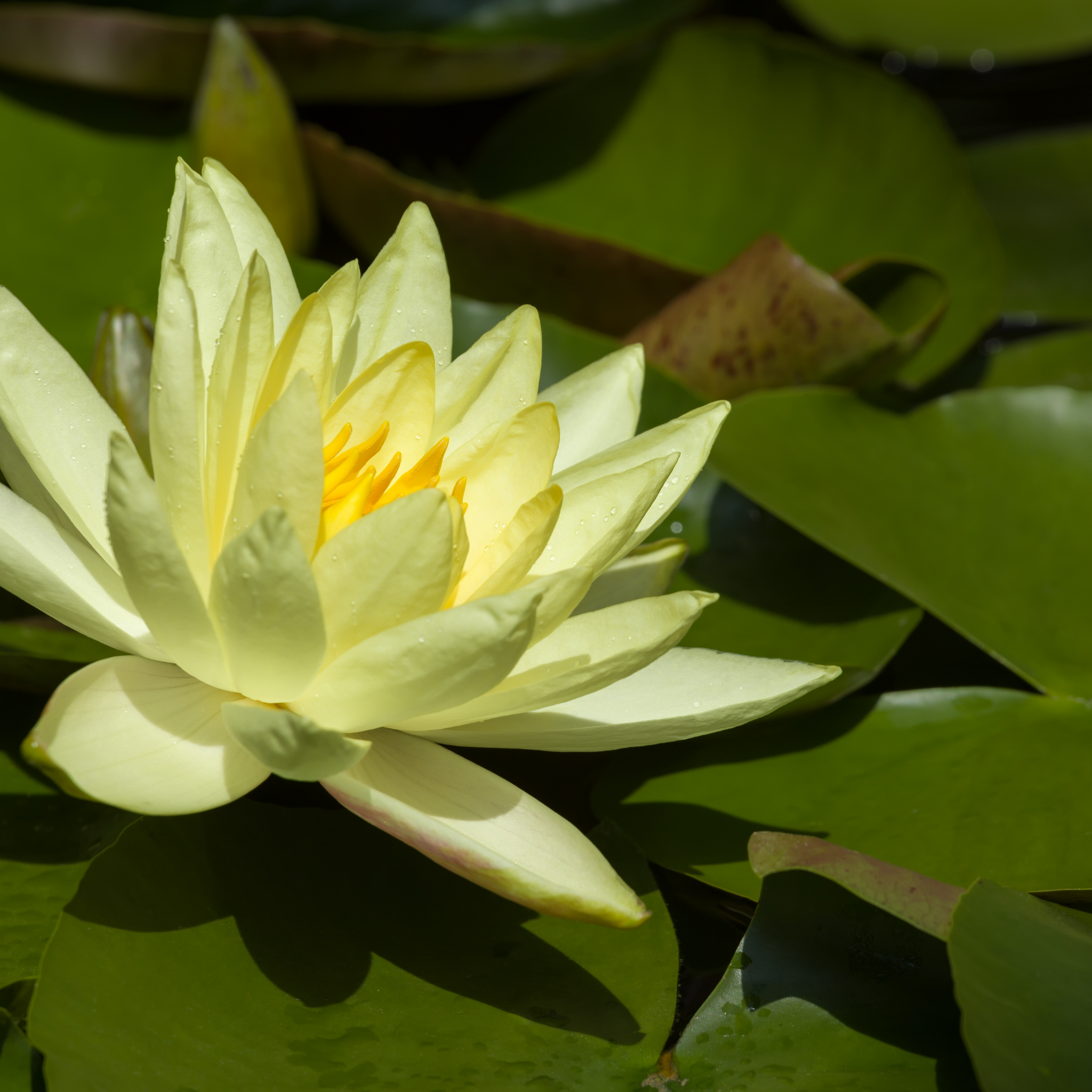 Yellow Water Lily - Nymphaea hybrida Yellow