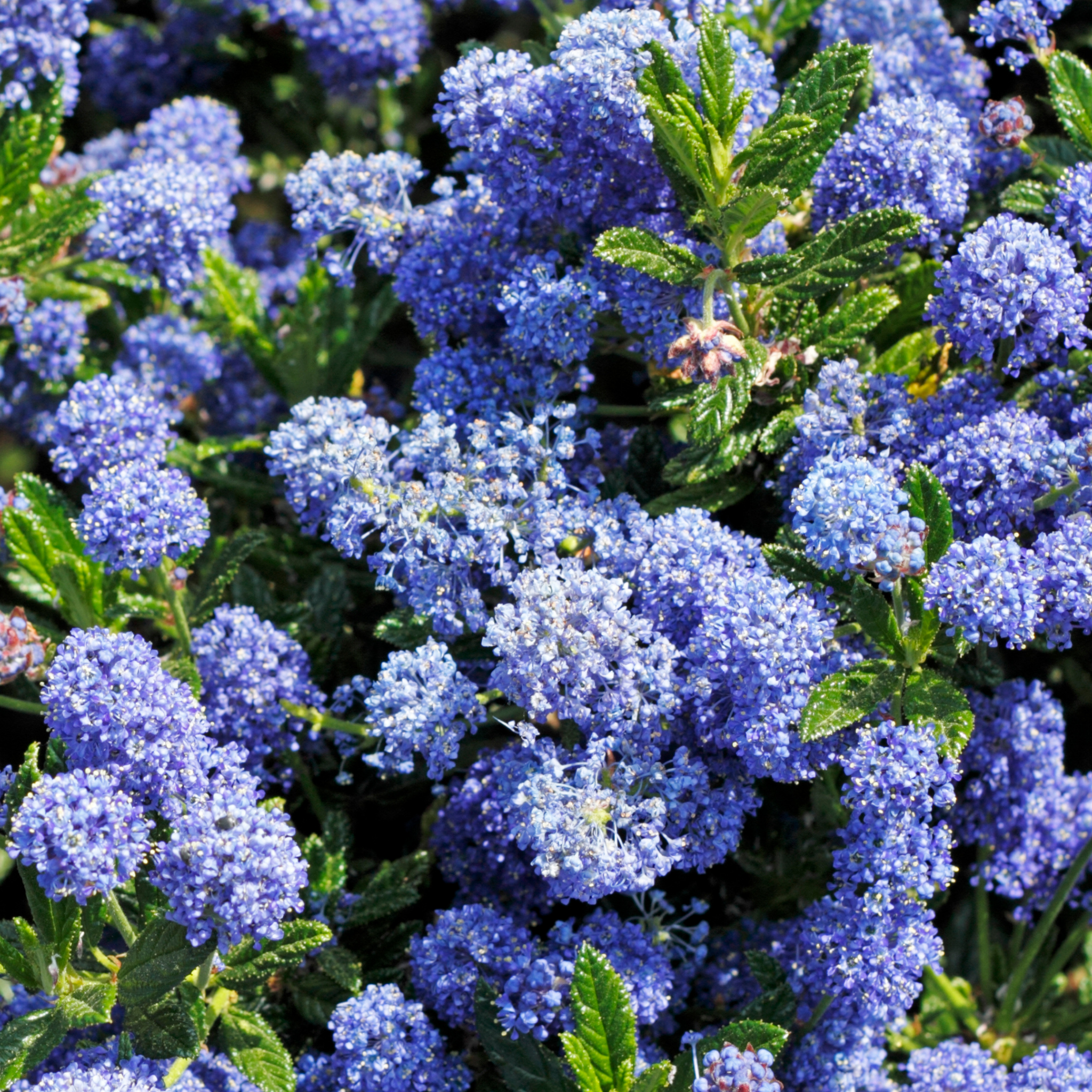 California Lilac - Ceanothus griseus horizontalis Yankee Point