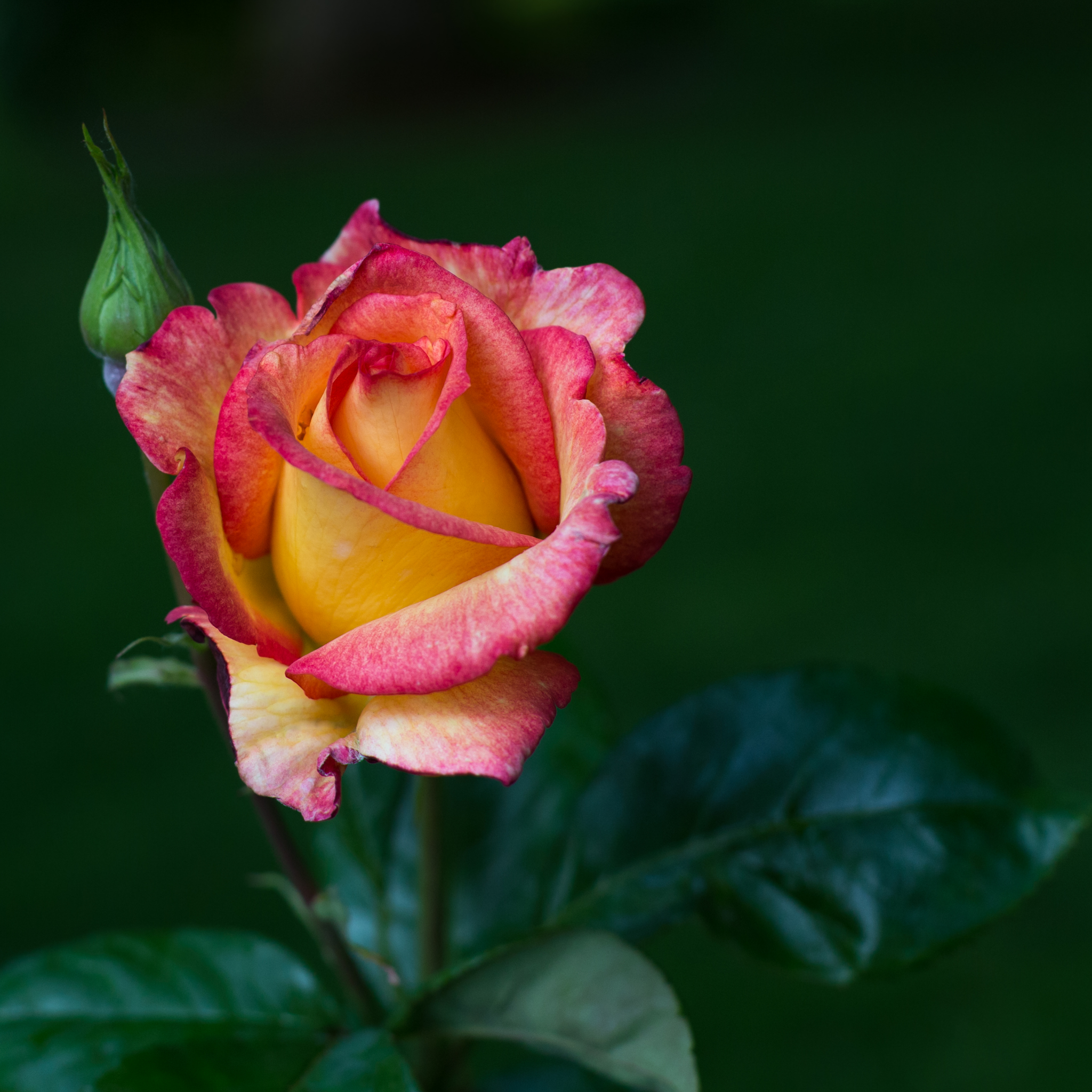 Peace Hybrid Tea Rose - Rosa Peace