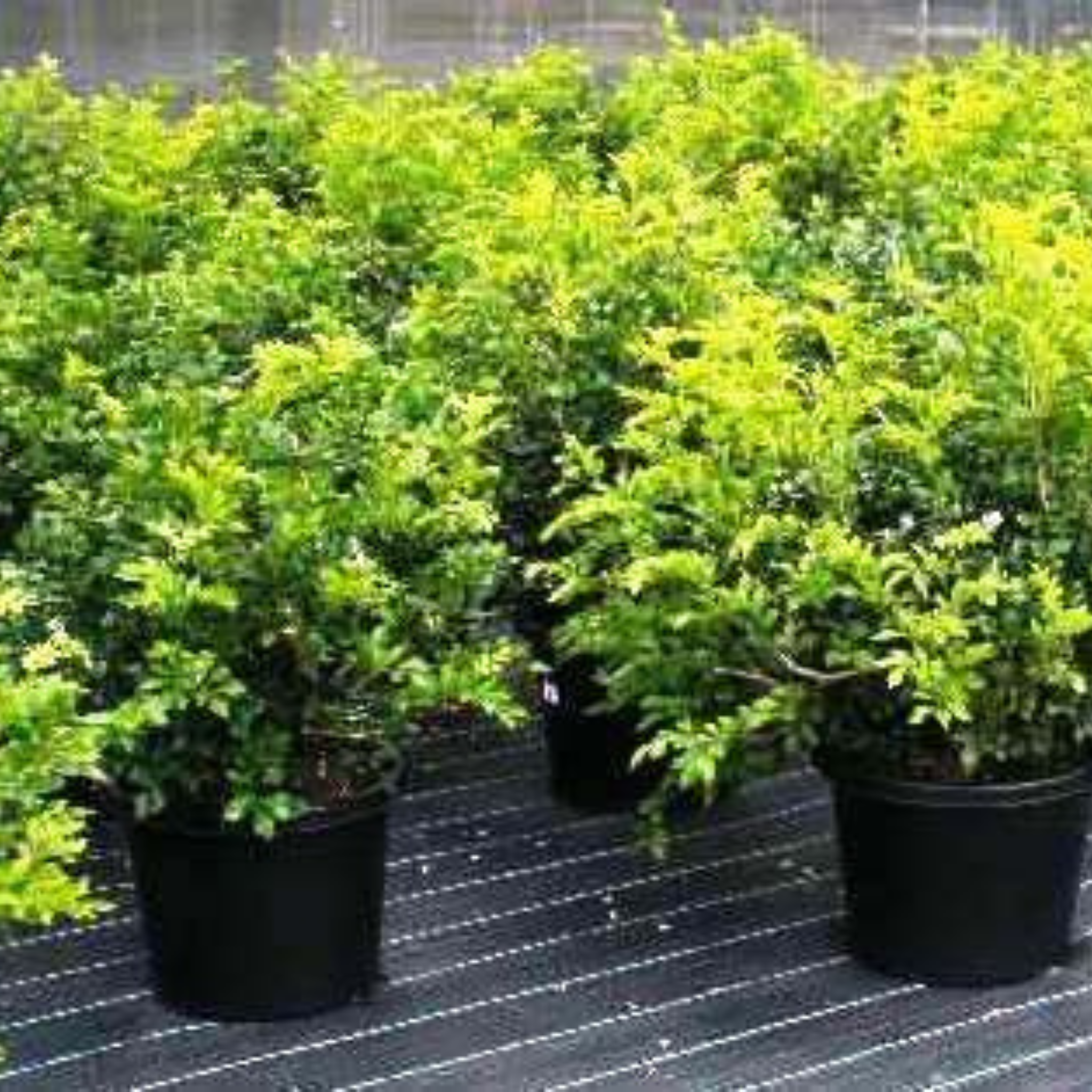 Orange Jessamine - Murraya paniculata