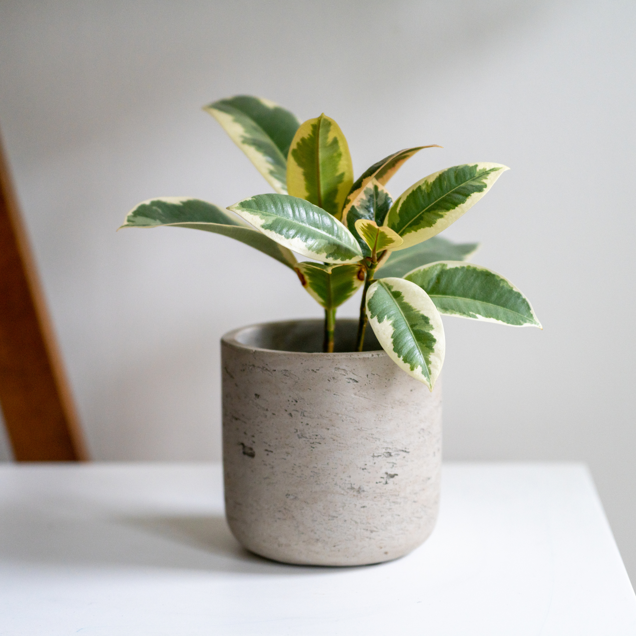 Tineke Rubber Tree Plant - Ficus elastica Tineke