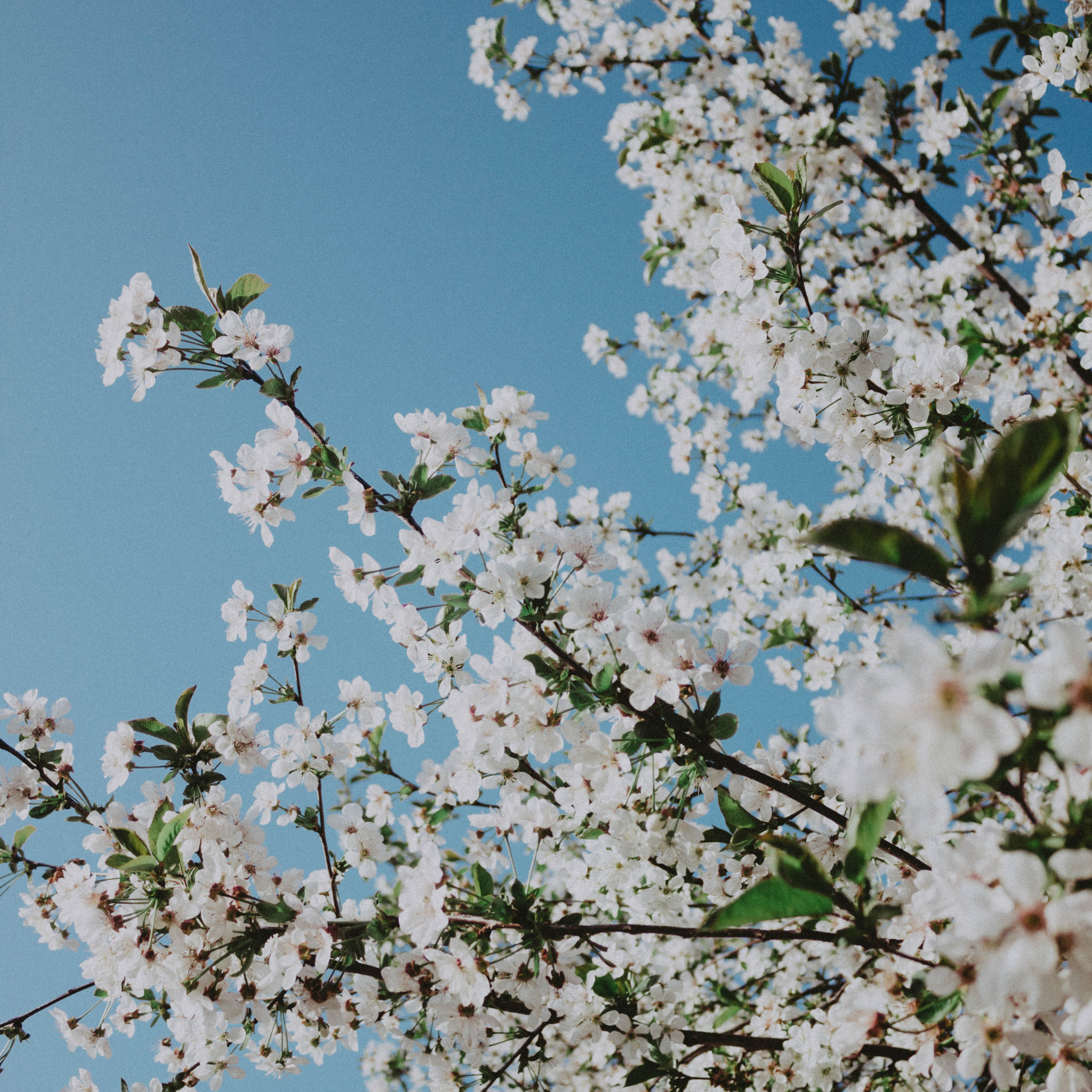 White flowers on a branch against a clear blue sky