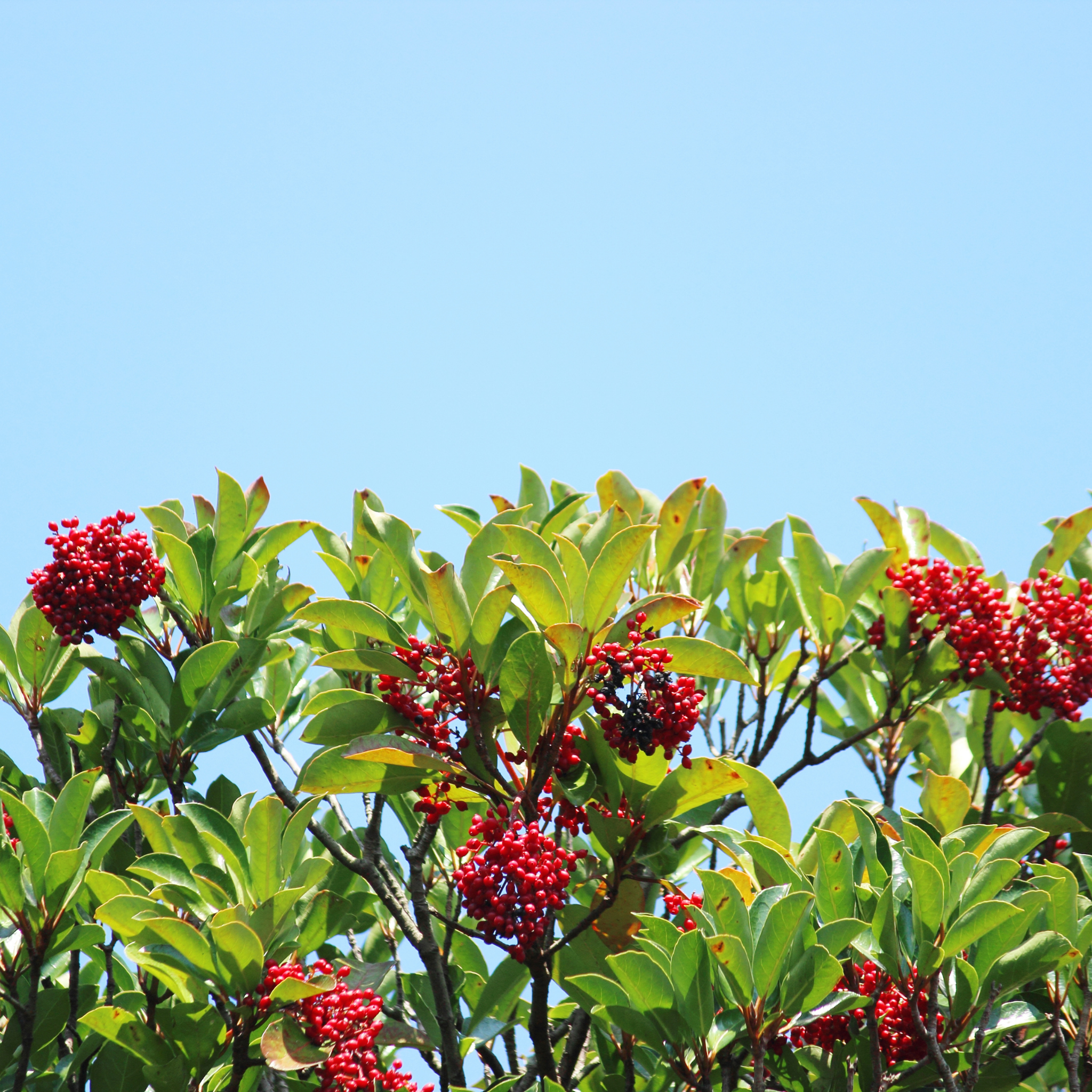 Red berries on green leaves against a clear blue sky