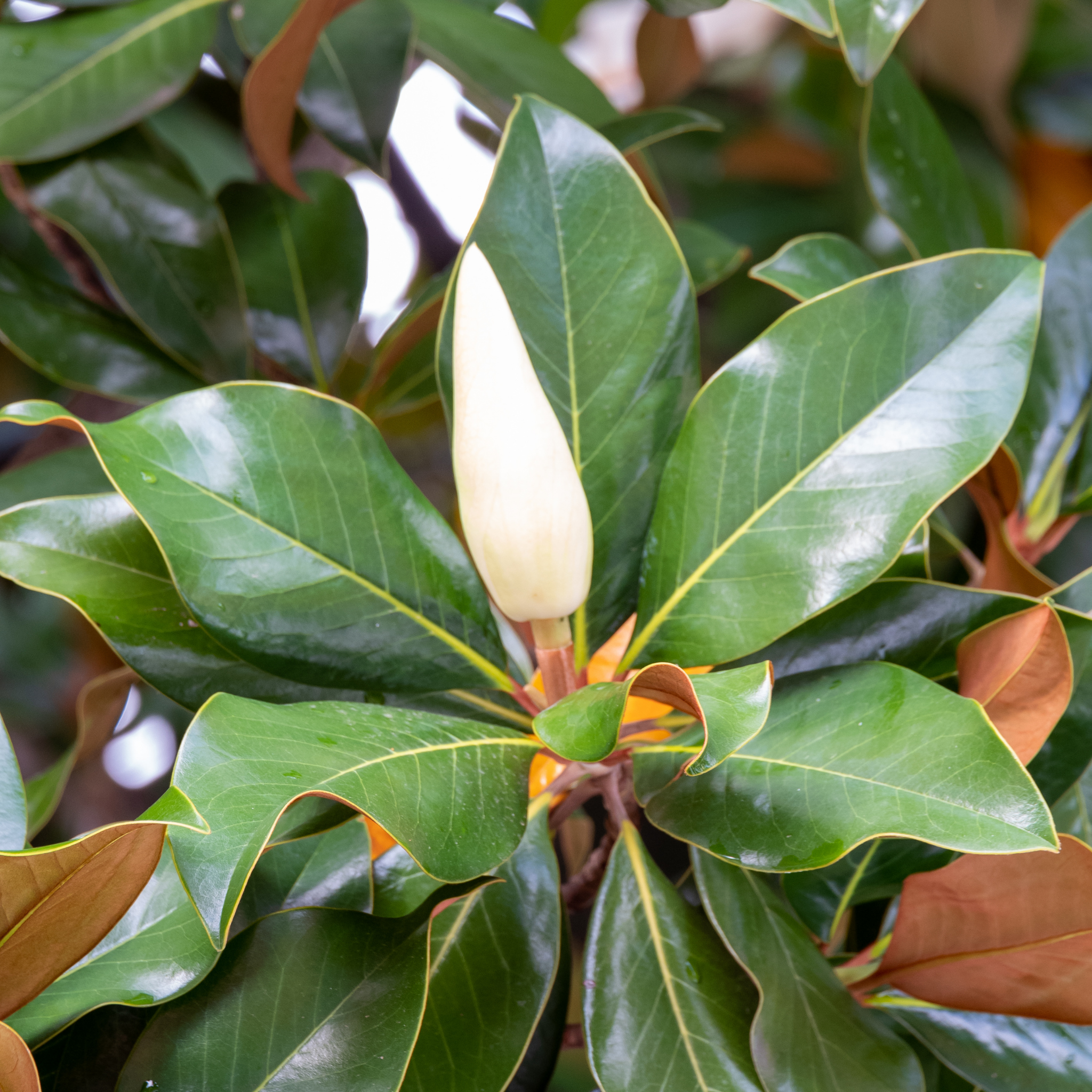 Southern Magnolia - Magnolia grandiflora 'Coolwyn Gloss'