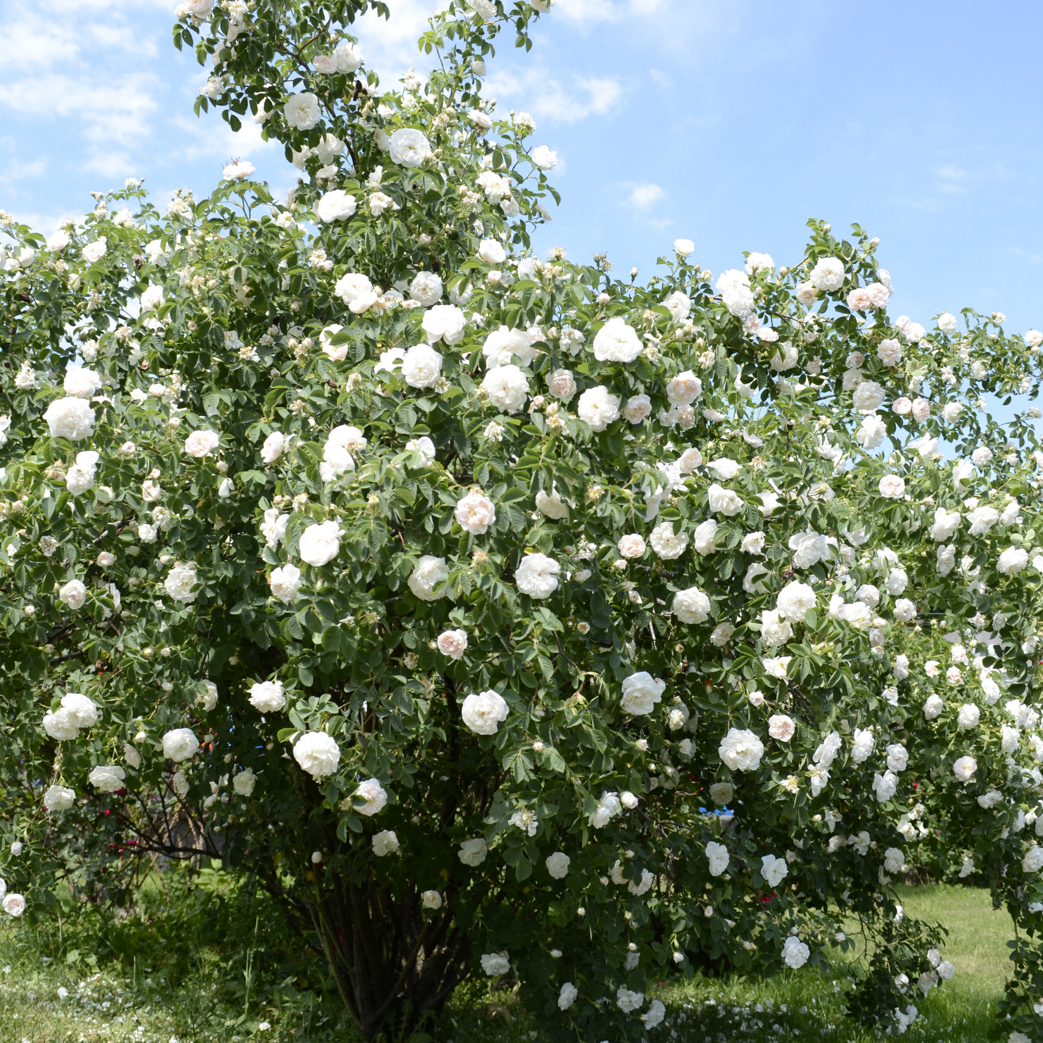 Iceberg Floribunda Rose - Rosa Iceberg