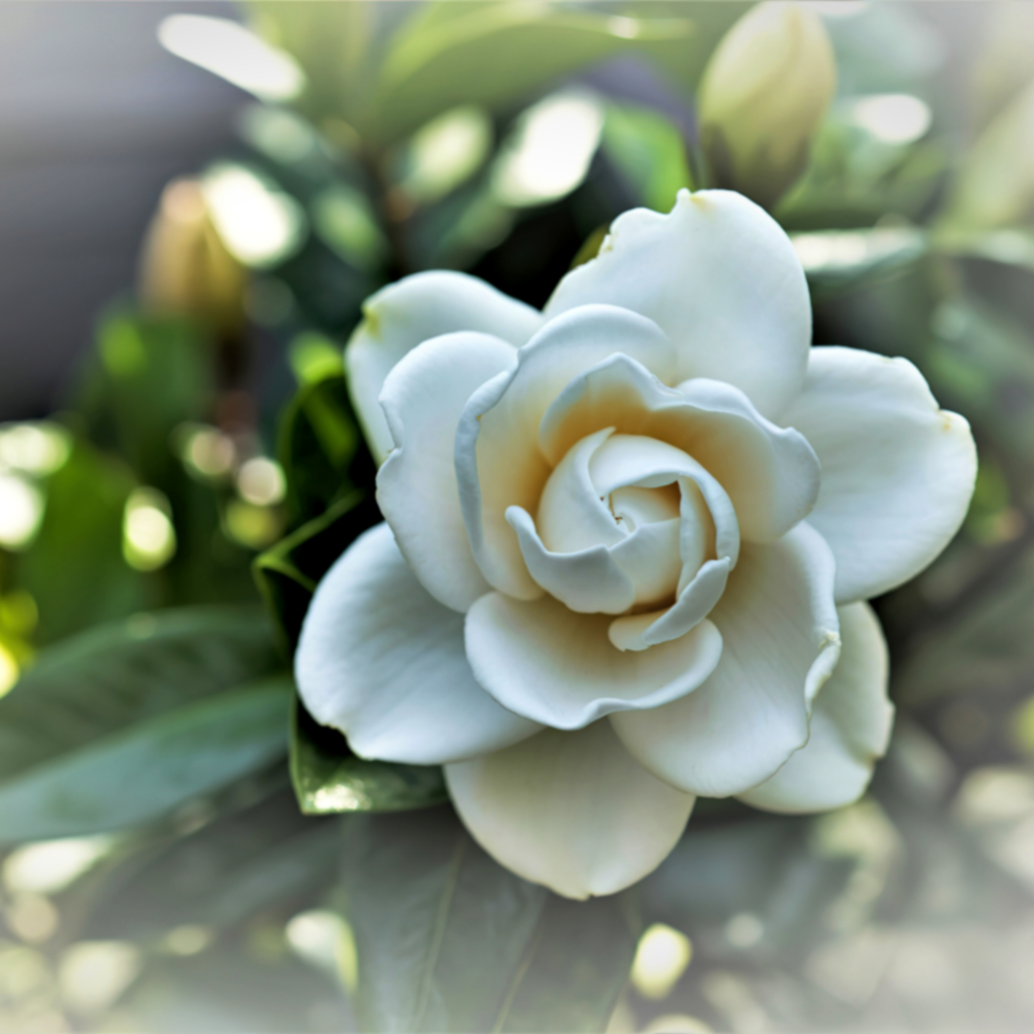 Fragrant Gardenia augusta Professor Pucci - Gardenia augusta Professor Pucci