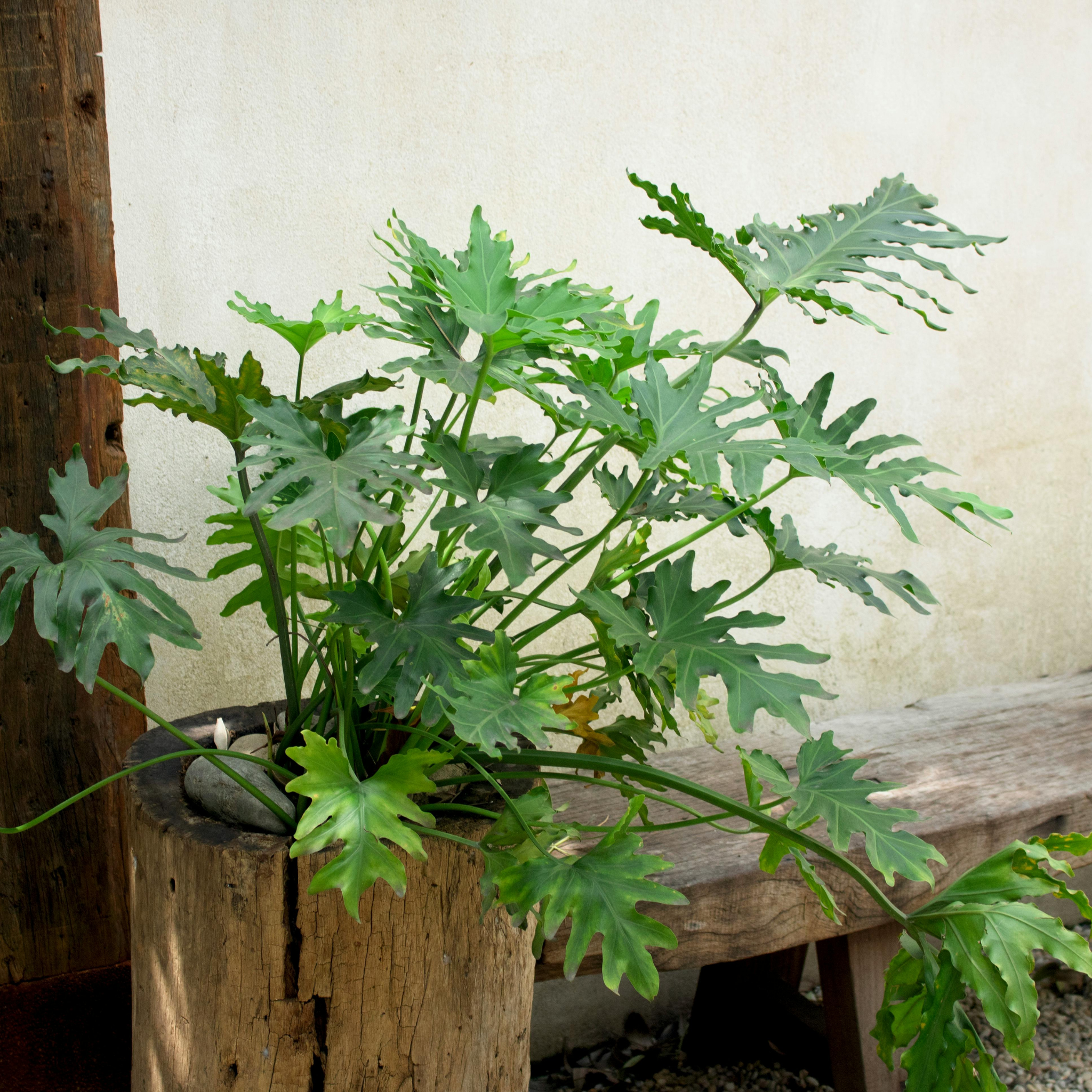 Xanadu Philodendron - Philodendron Xanadu