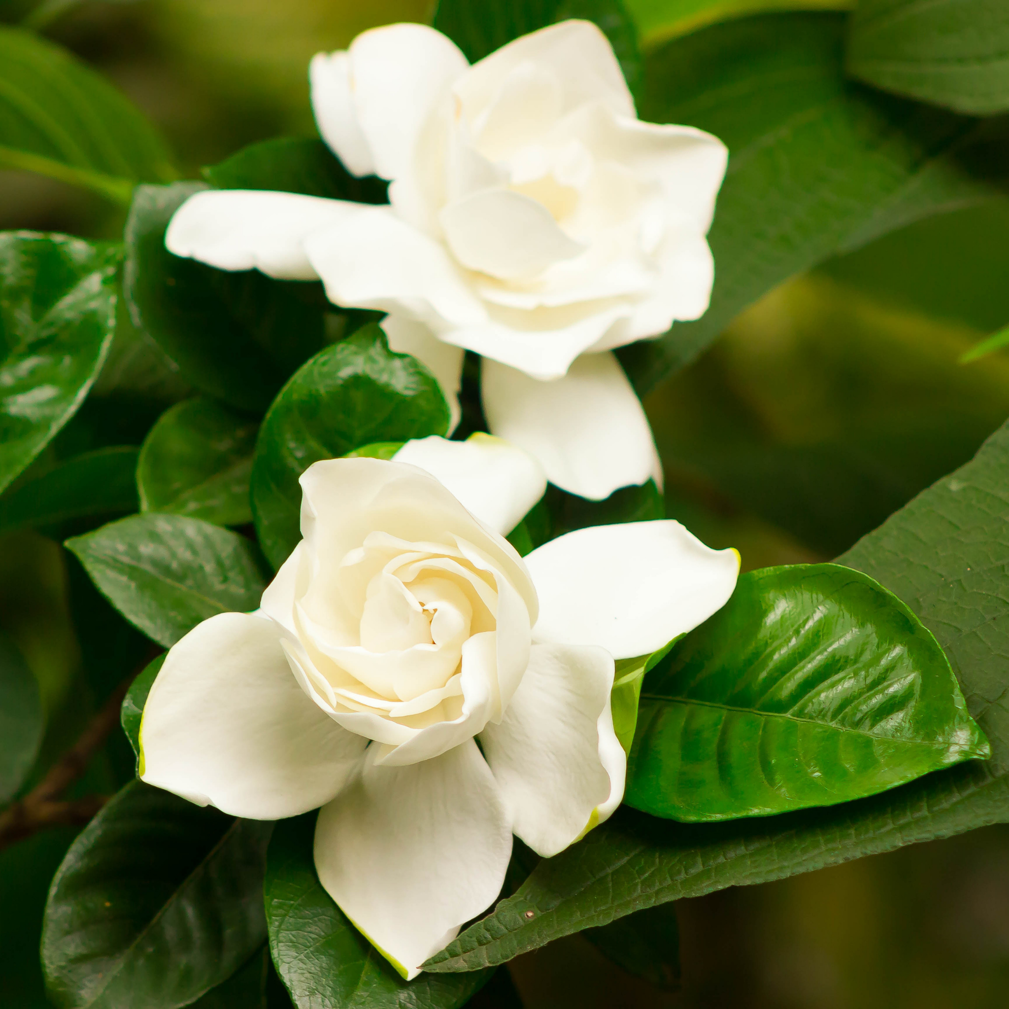 Fragrant Gardenia Florida - Gardenia augusta Florida