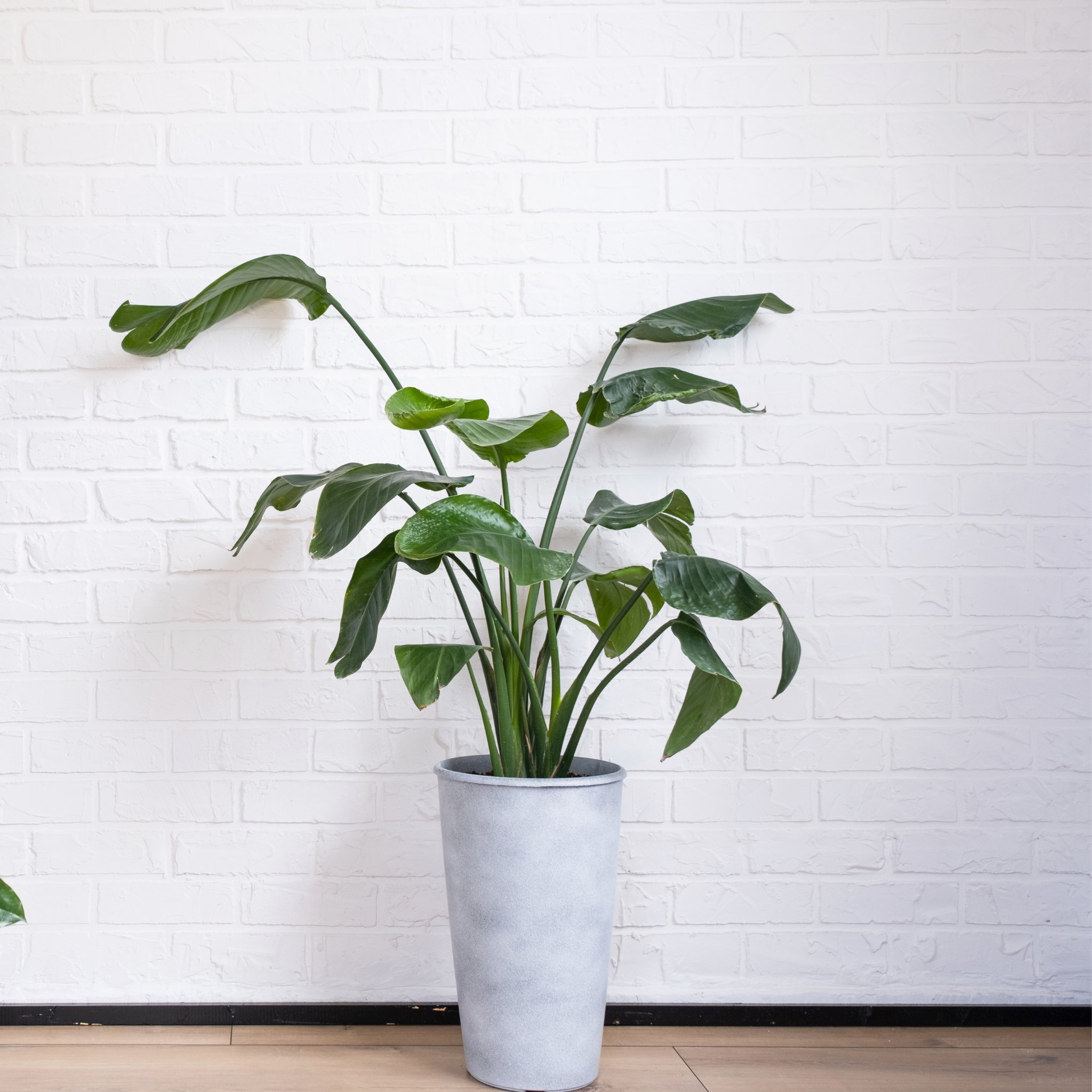 Giant White Bird of Paradise - Strelitzia nicolai