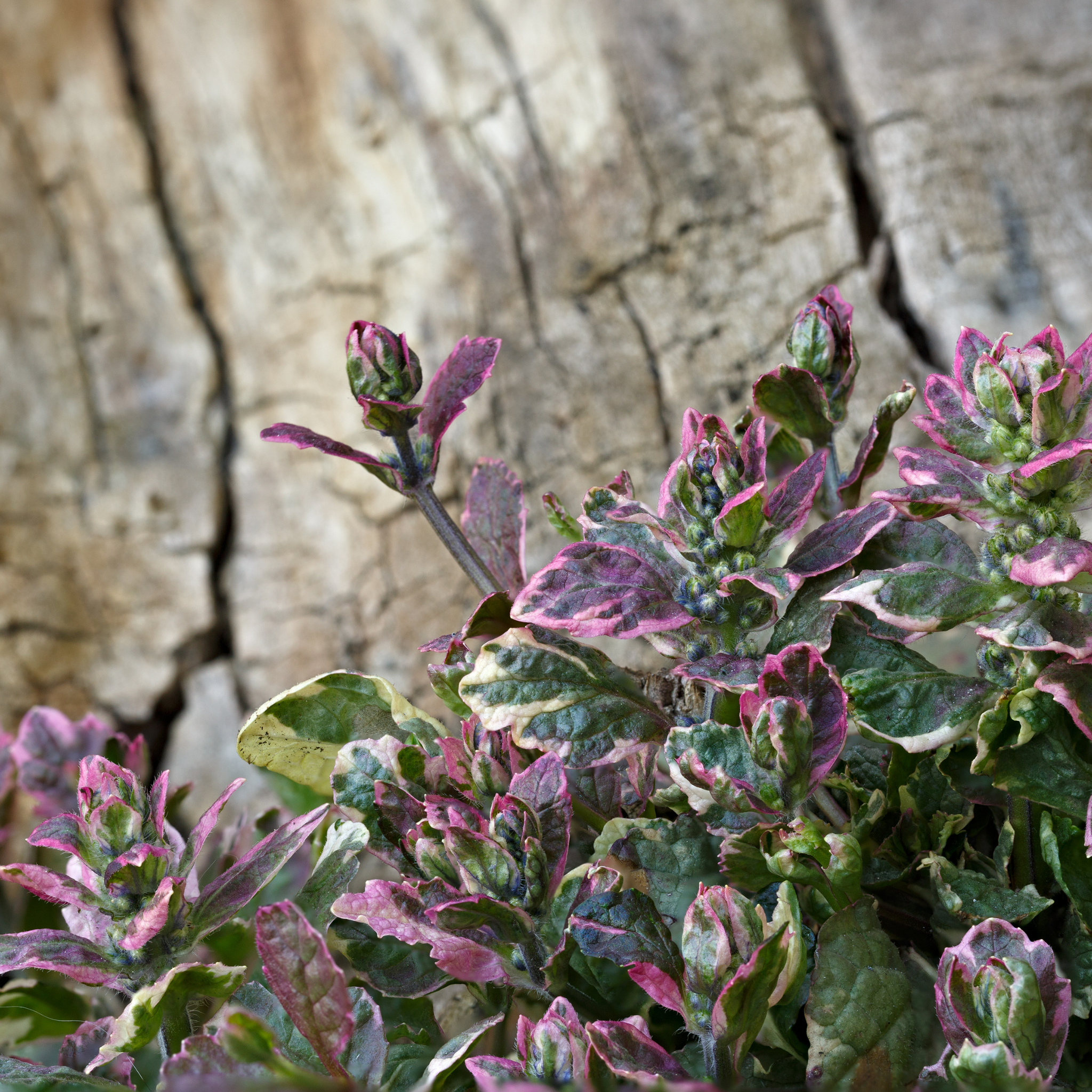 Ajuga Burgundy Glow - Ajuga reptans Burgundy Glow