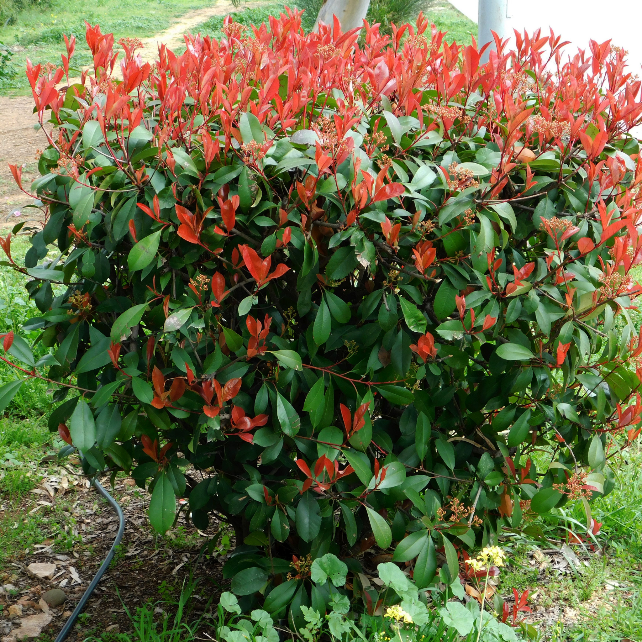 Red Tip Photinia Red Robin - Photinia fraseri Red Robin