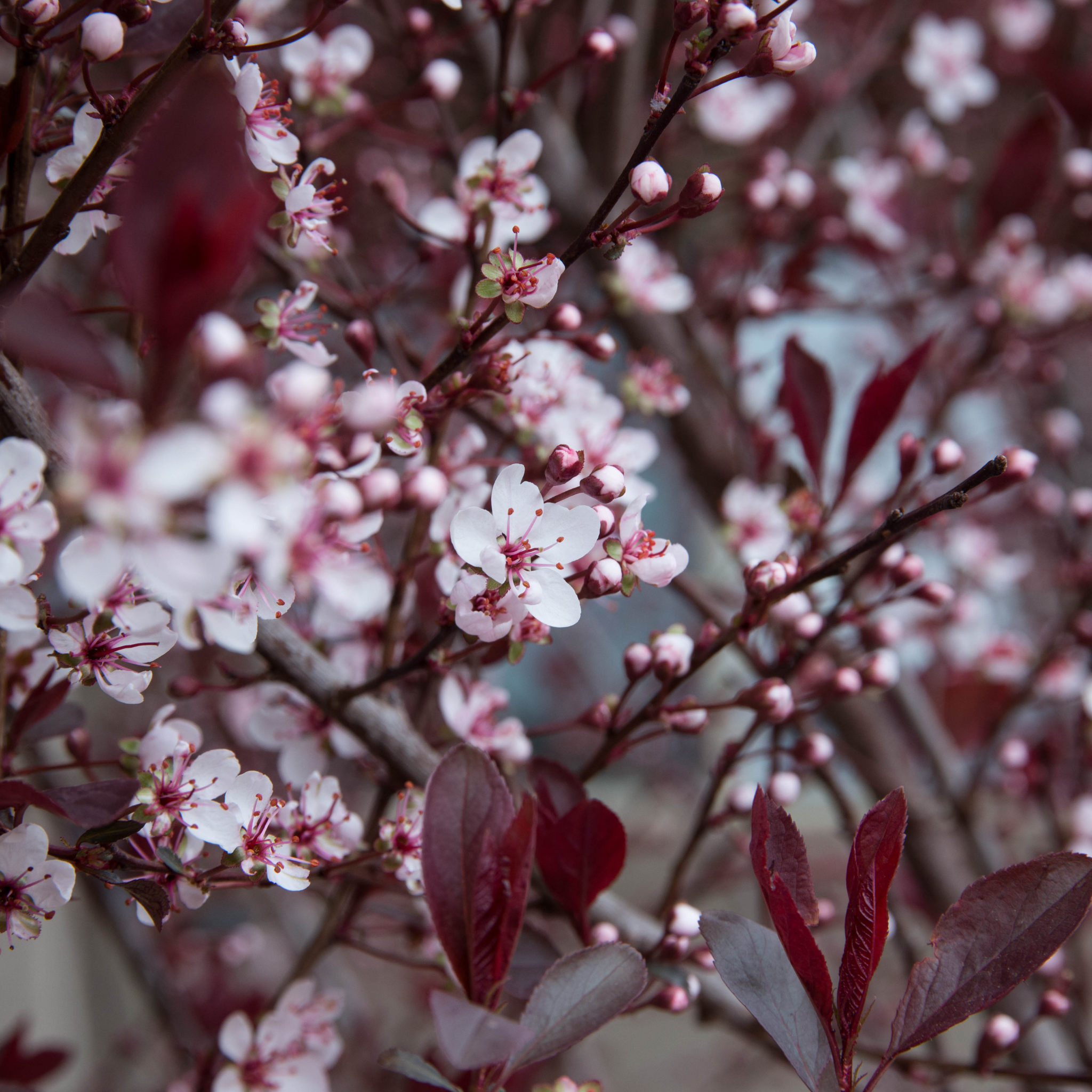 Close-up of pink and white flowers with red leaves on a blurred background