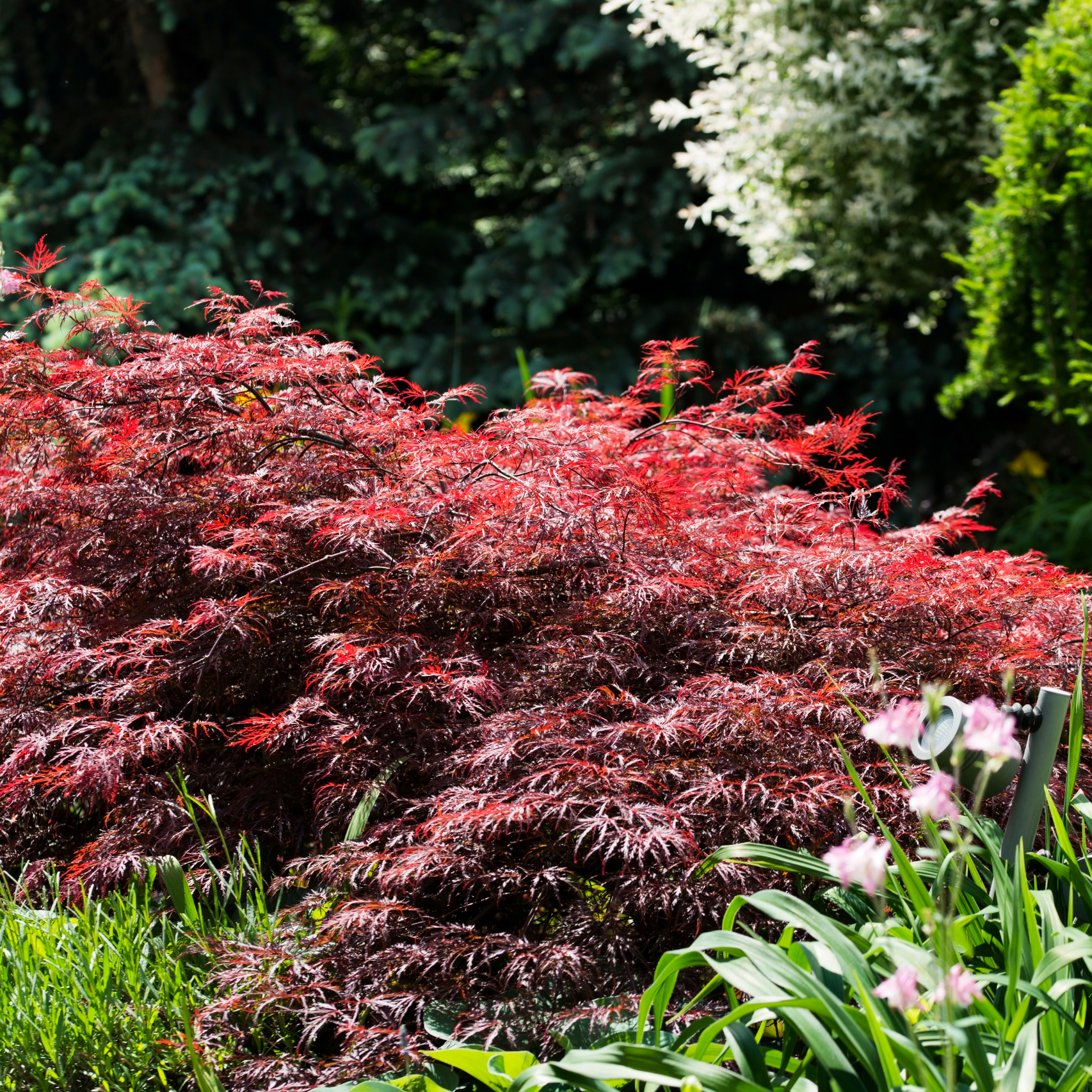 Weeping Japanese Maple - Acer palmatum Dissectum