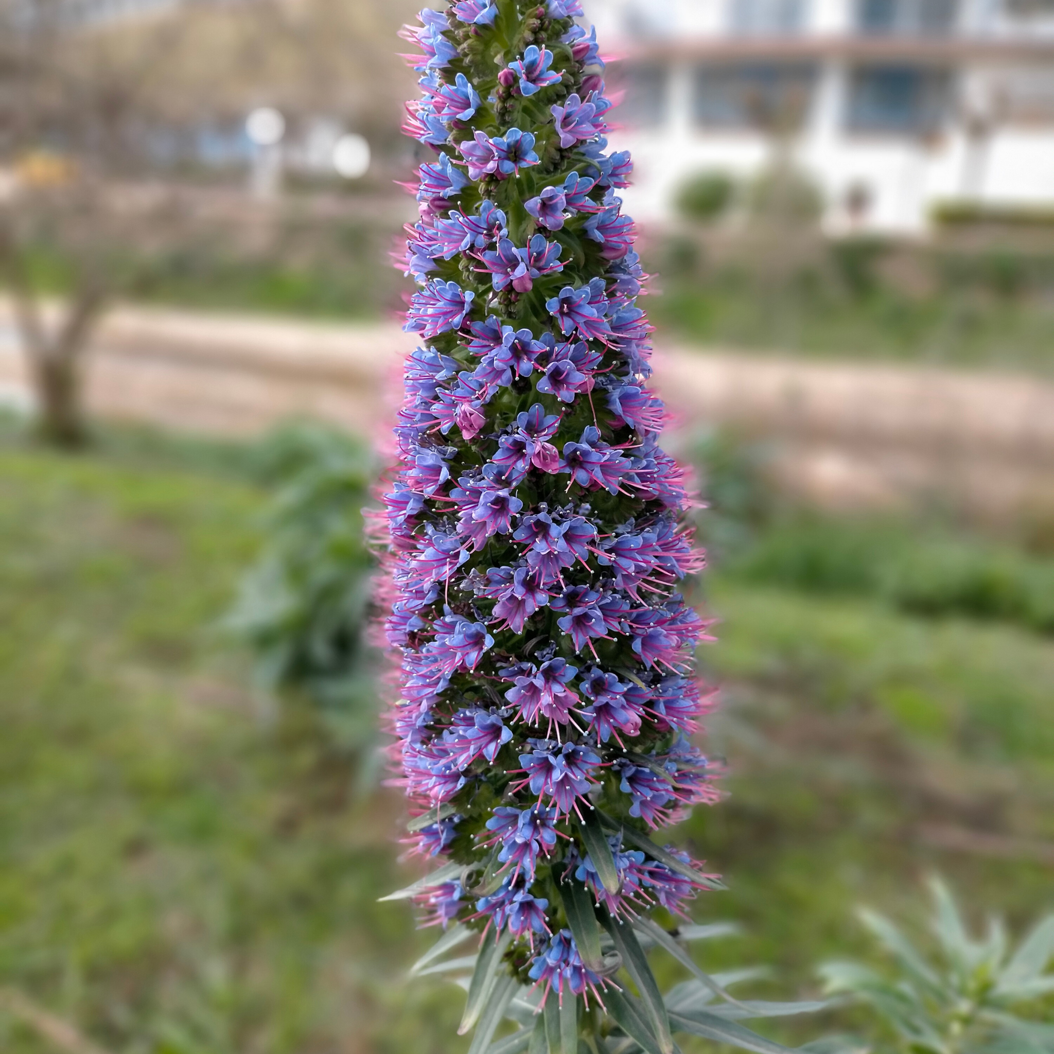 Pride of Madeira - Echium candicans