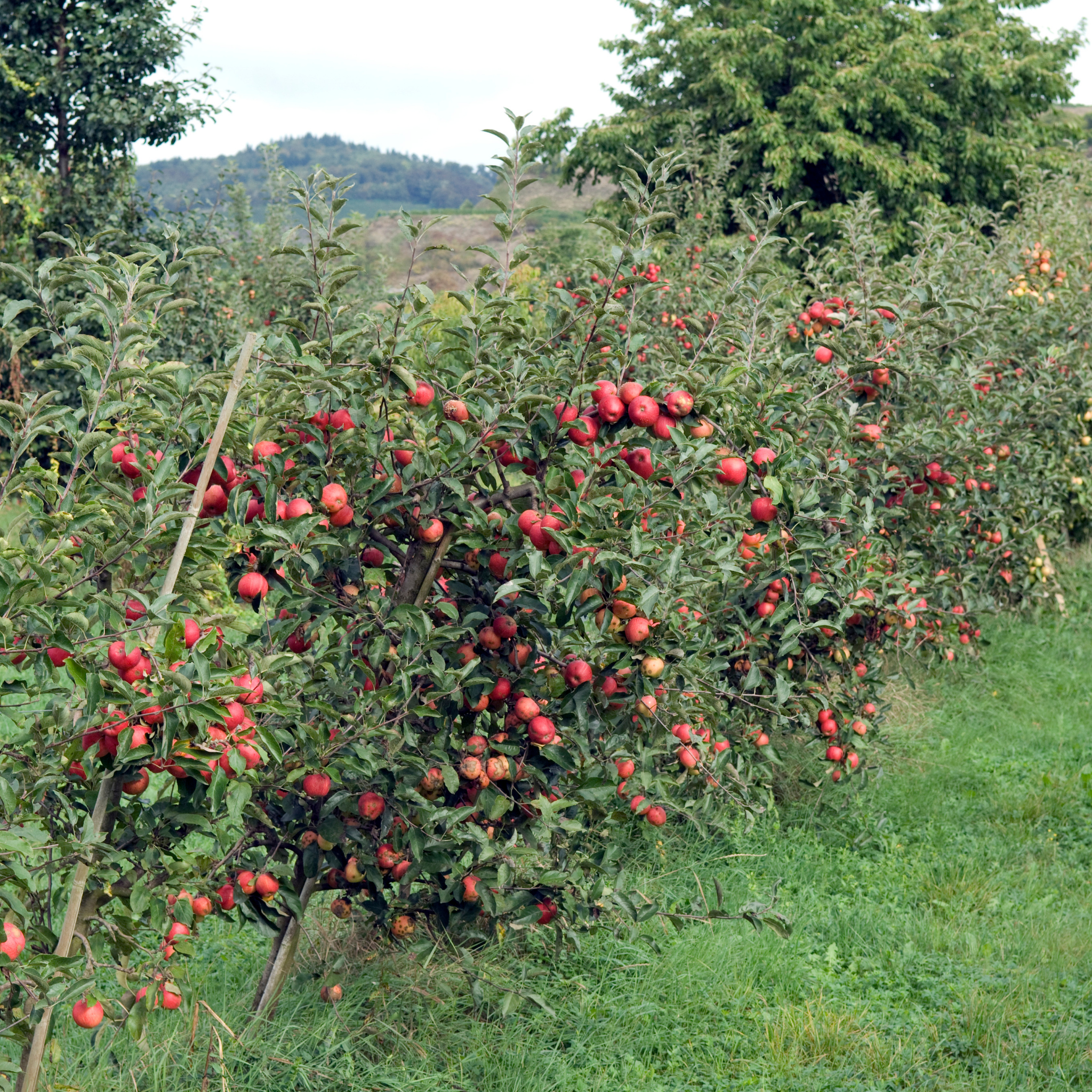 Apple Gala Tree - Malus domestica Gala Apple