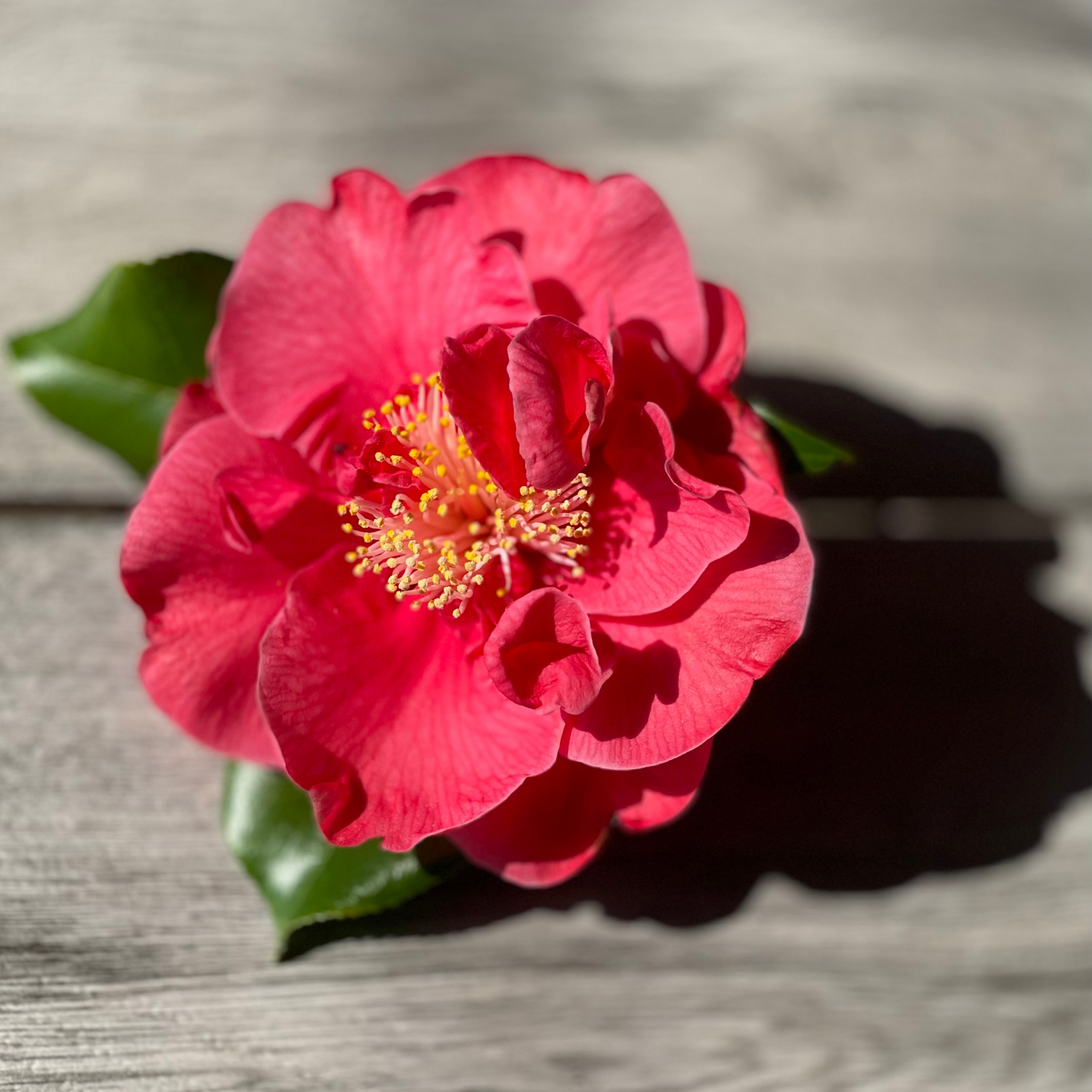 Camellia japonica Wildfire