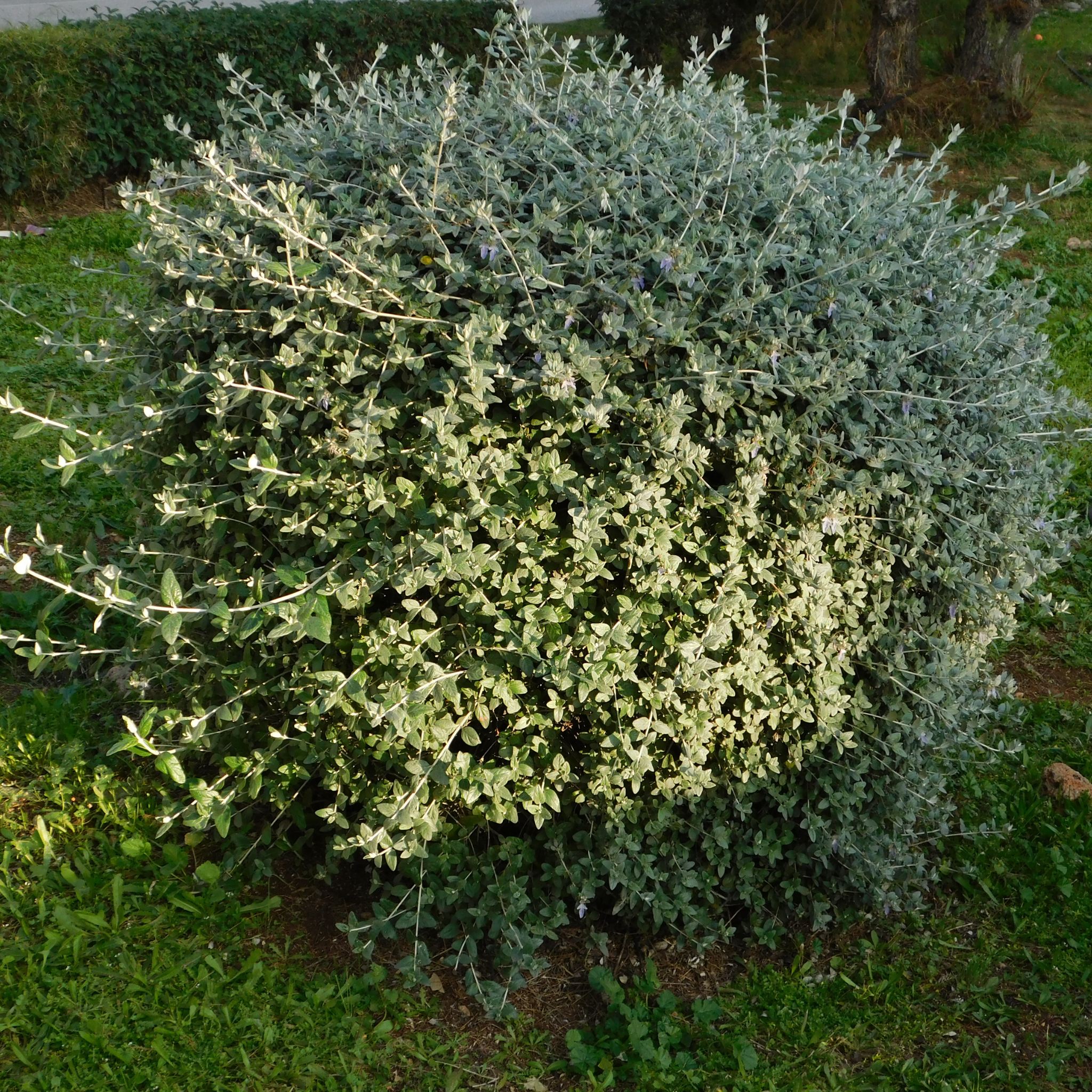Shrubby Germander - Teucrium fruticans