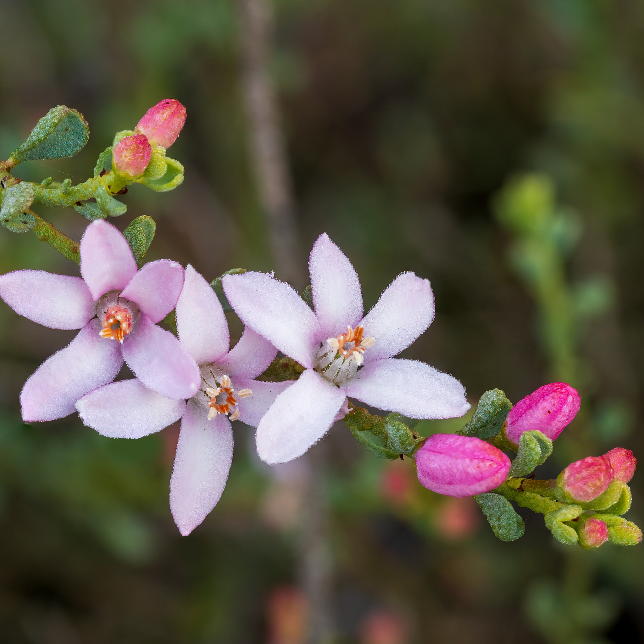 Box Leaf Wax Flower - Philotheca buxifolia Cascade of Stars