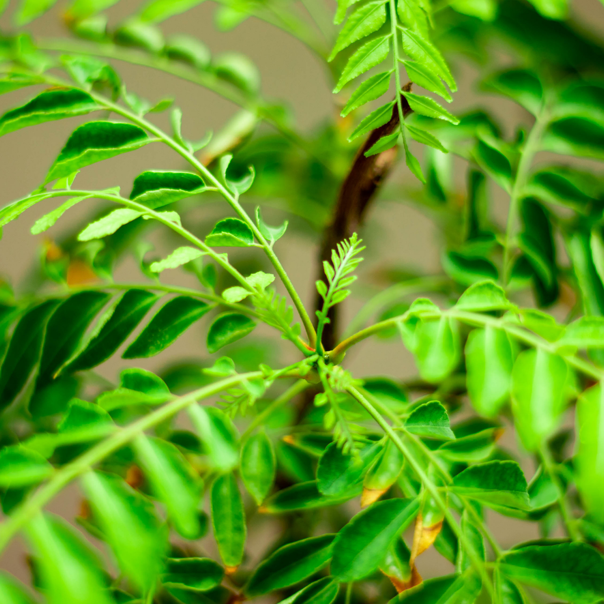 Curry Tree - Murraya koenigii