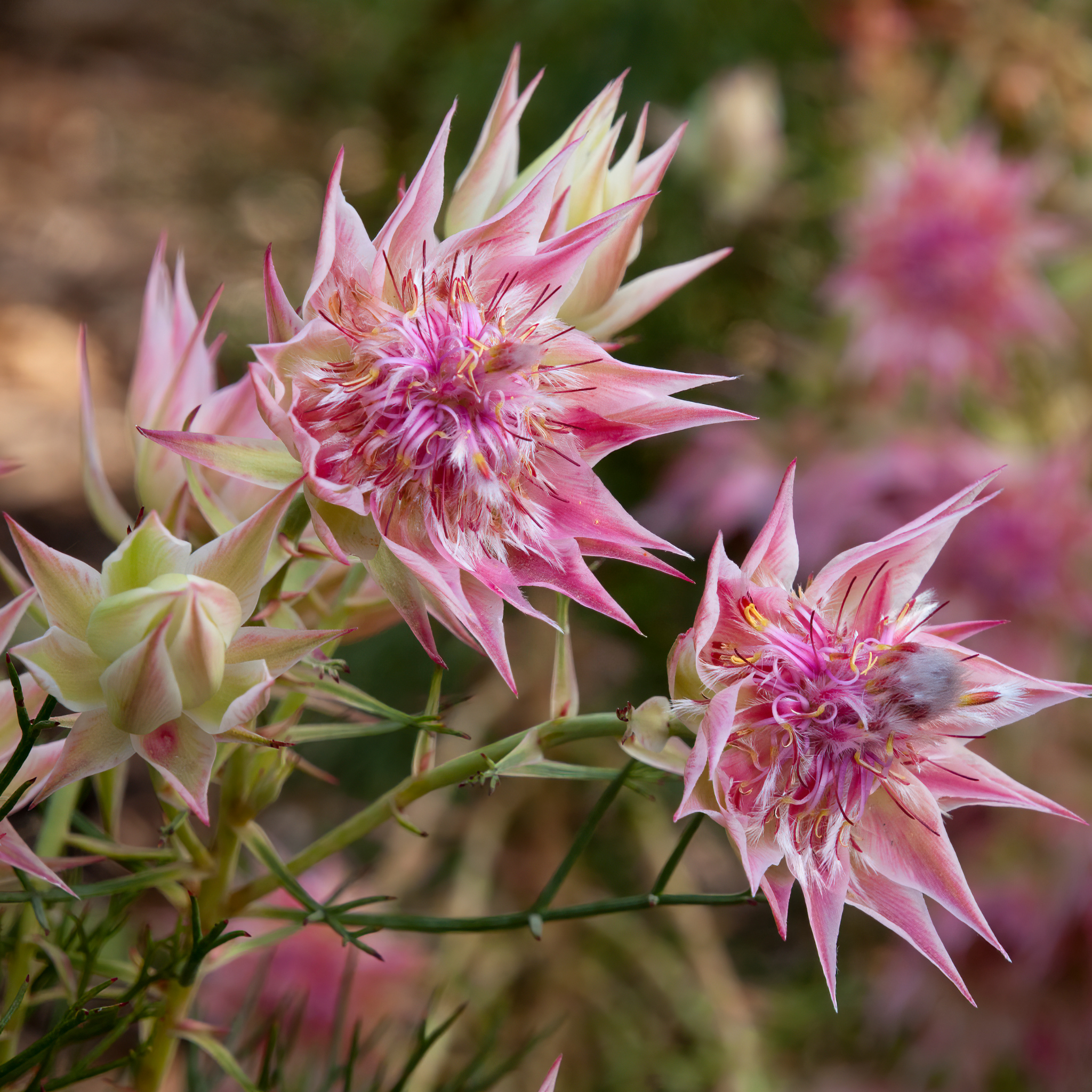 Pretty N Pink Blushing Bride - Serruria florida rosea Pretty N Pink