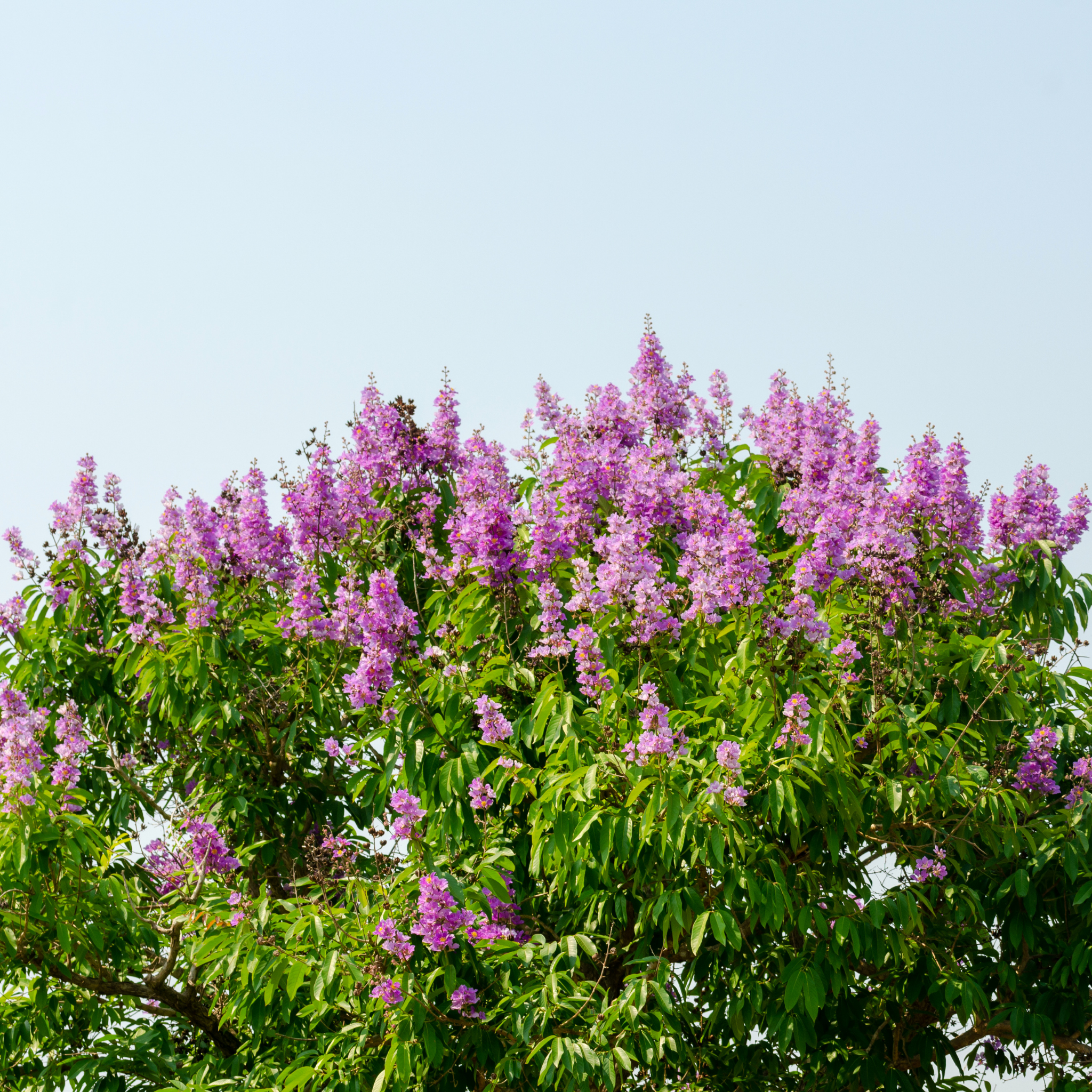 Purple Crepe Myrtle - Lagerstroemia indica fauriei Lipan