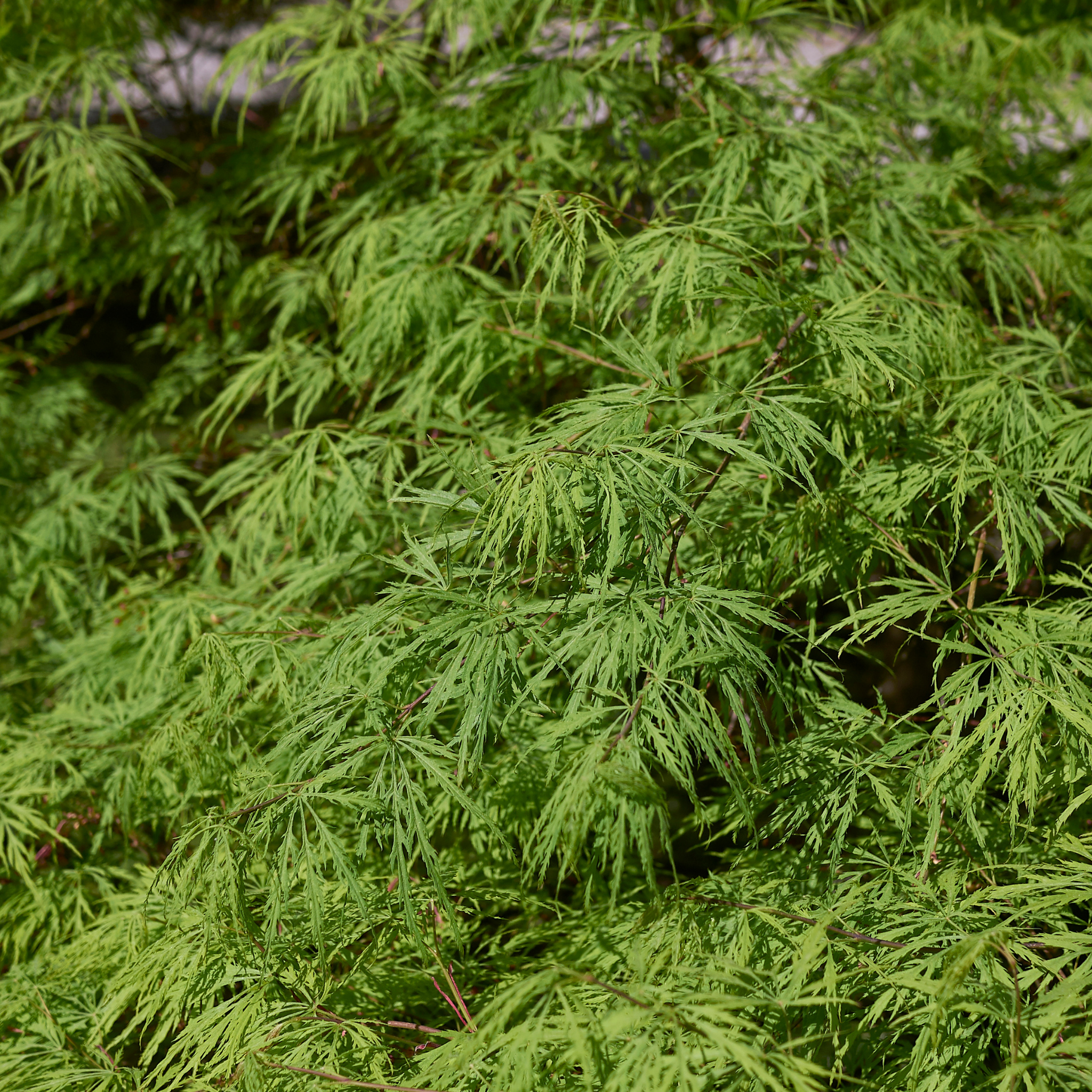 Weeping Japanese Maple - Acer palmatum Dissectum