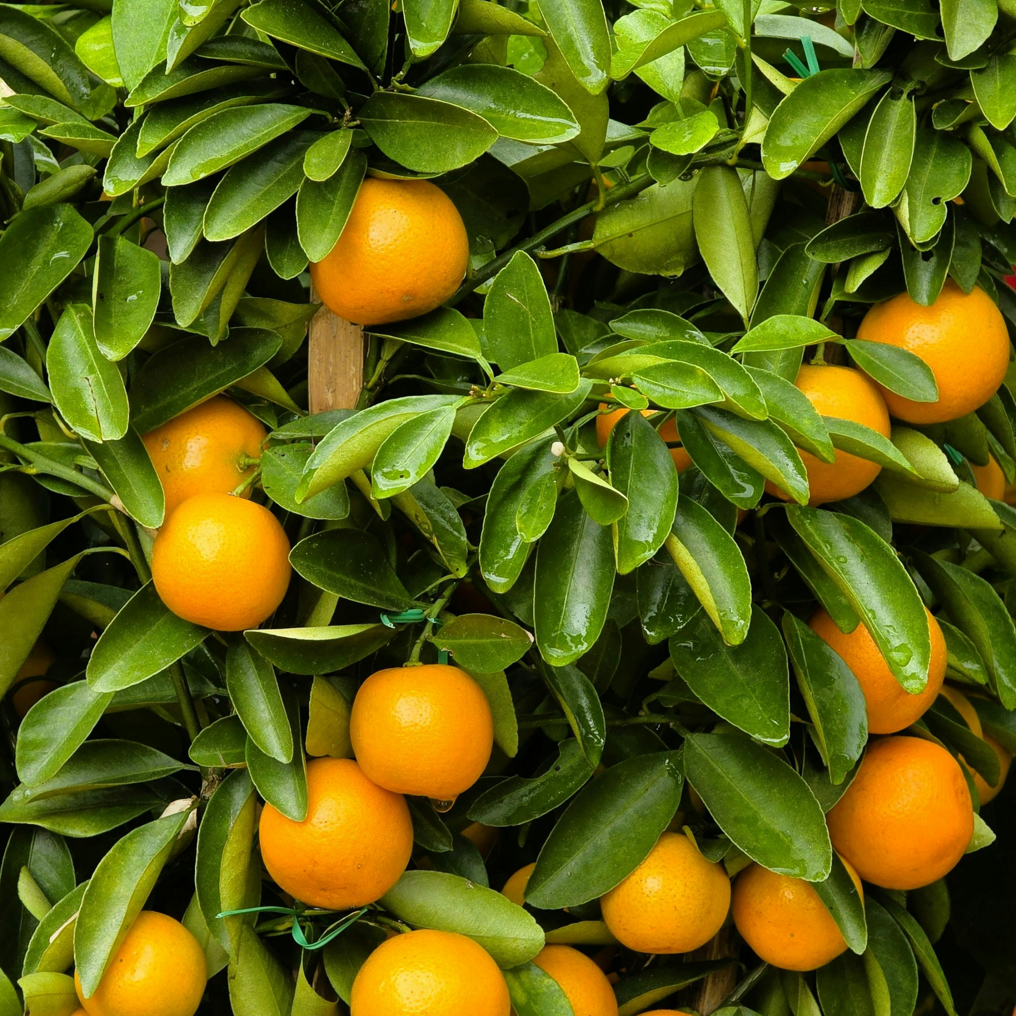 Dwarf Orange Tree (Washington Navel) - Citrus sinensis Washington Navel Dwarf