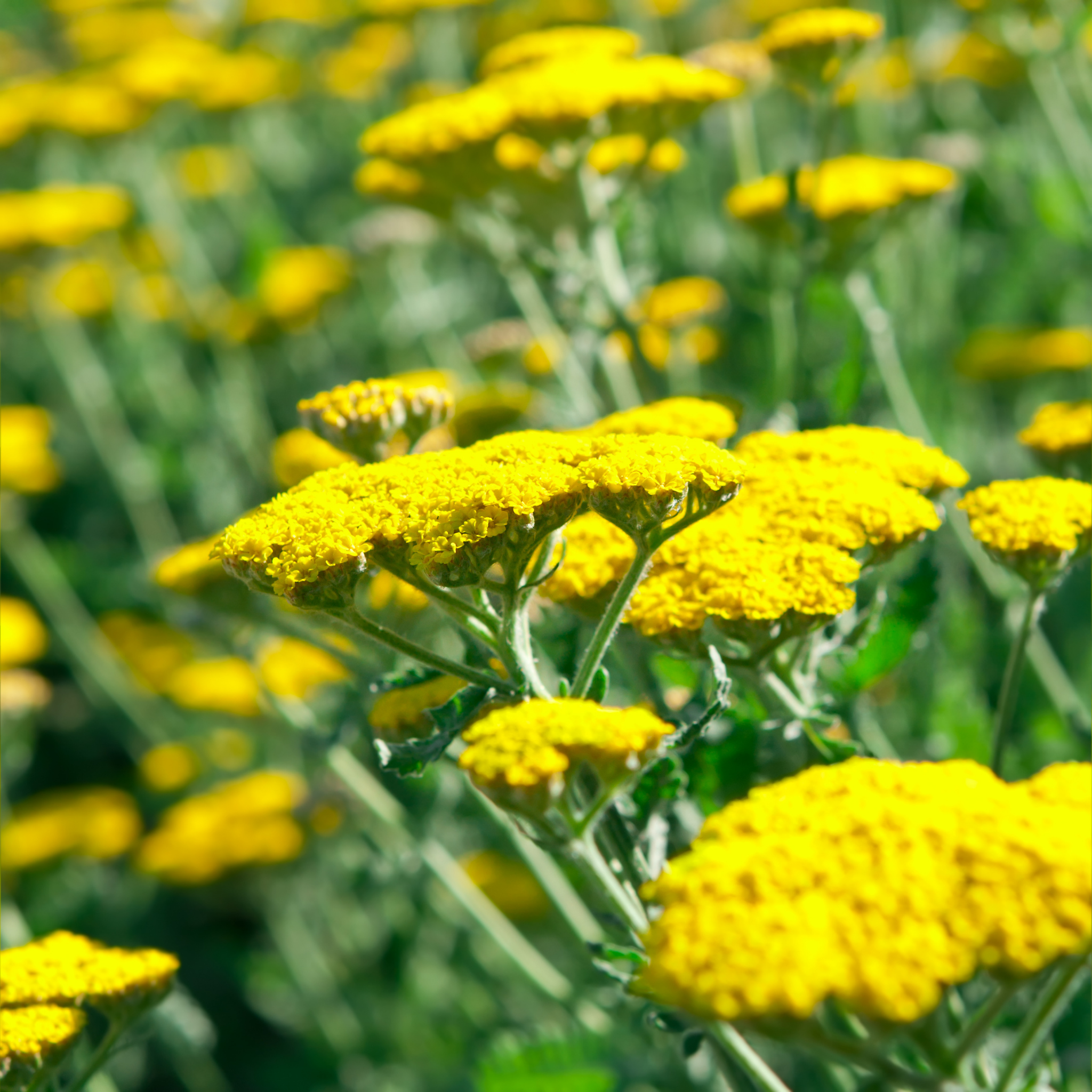 Ornamental Yarrow - Achillea clypeolata